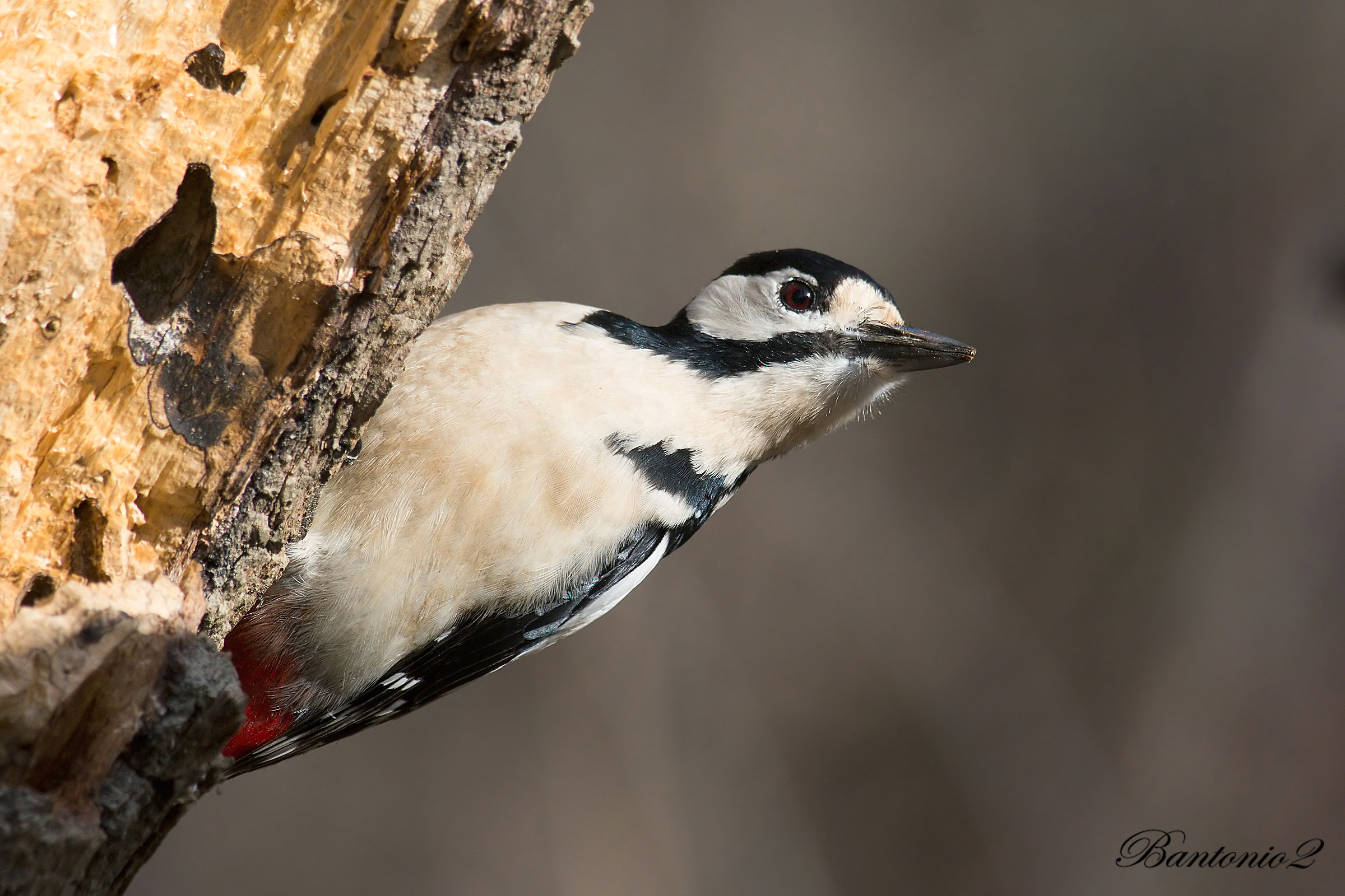 Great Spotted Woodpecker (Dendrocopos major)....