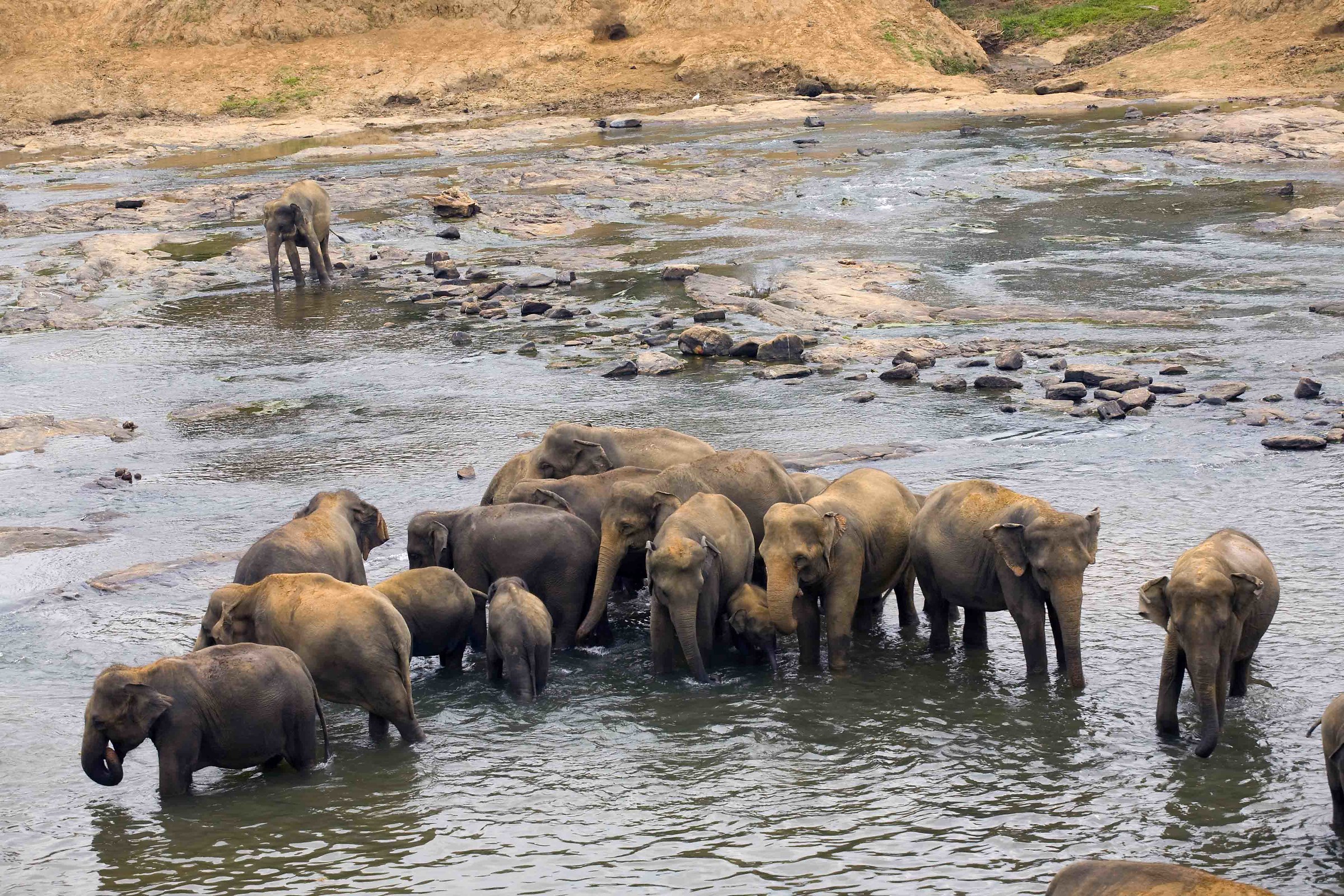 Elefanti al bagno in Sri Lanka...