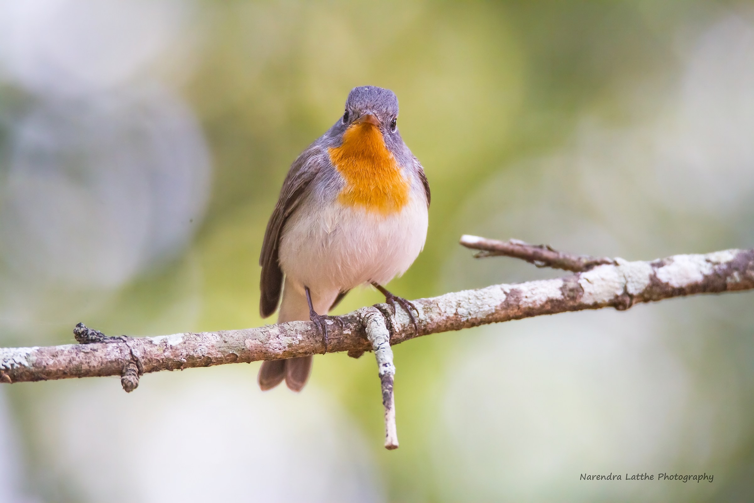 Red Breasted Flycatcher (Uomo)...
