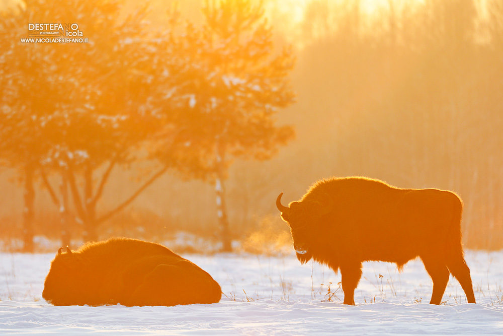 Bison at sunset...
