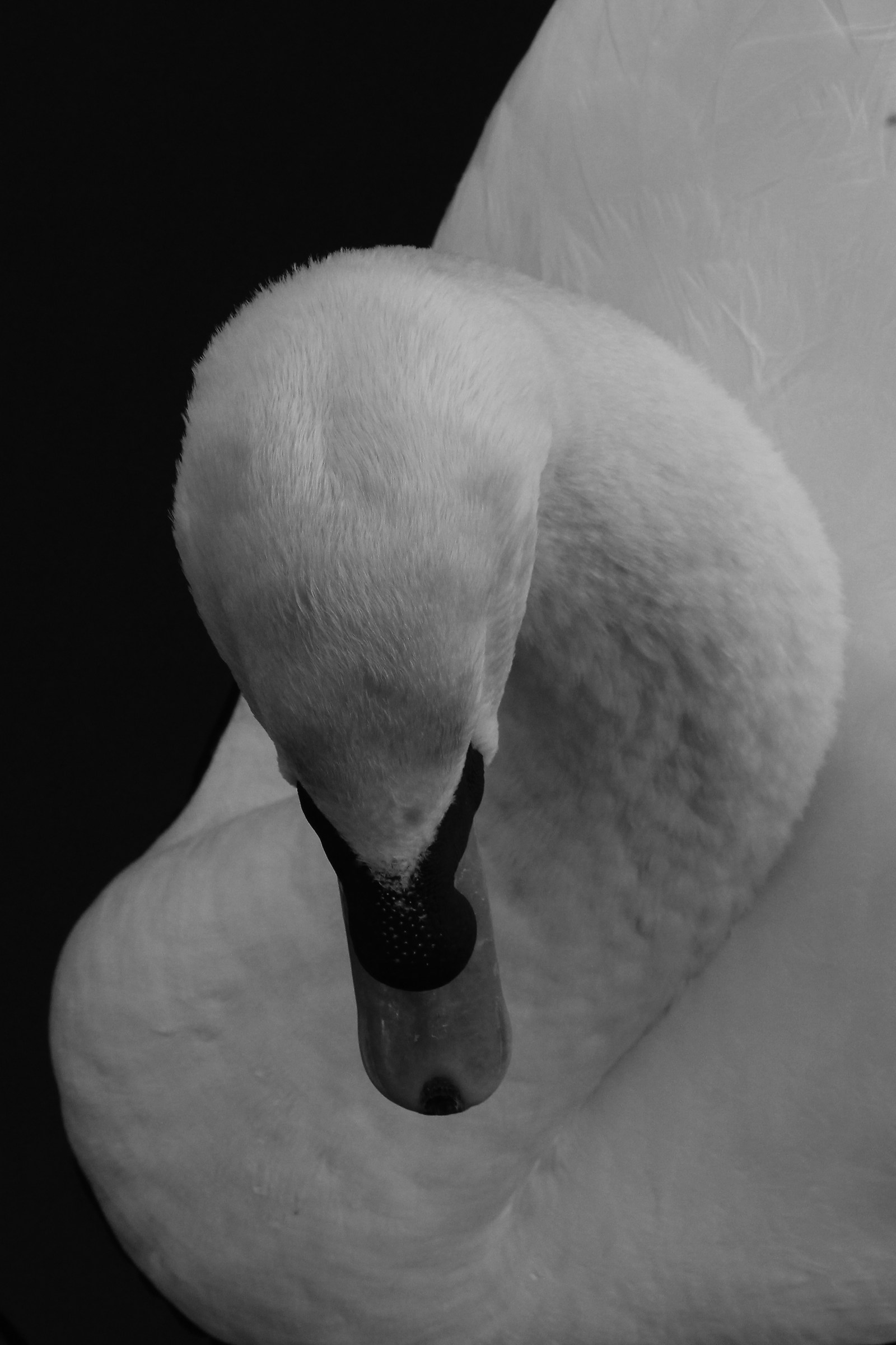 Swan...