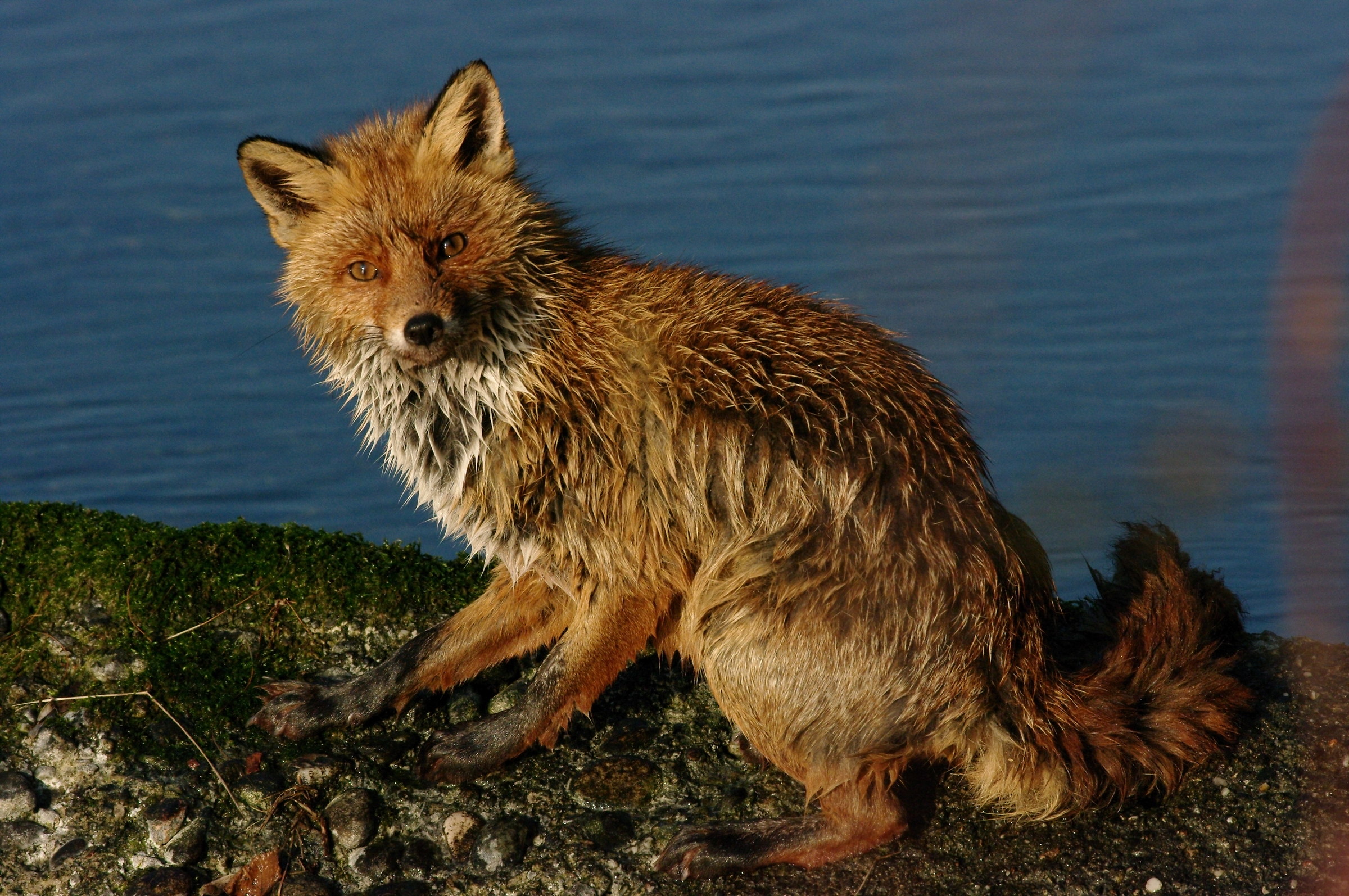 wet fox...