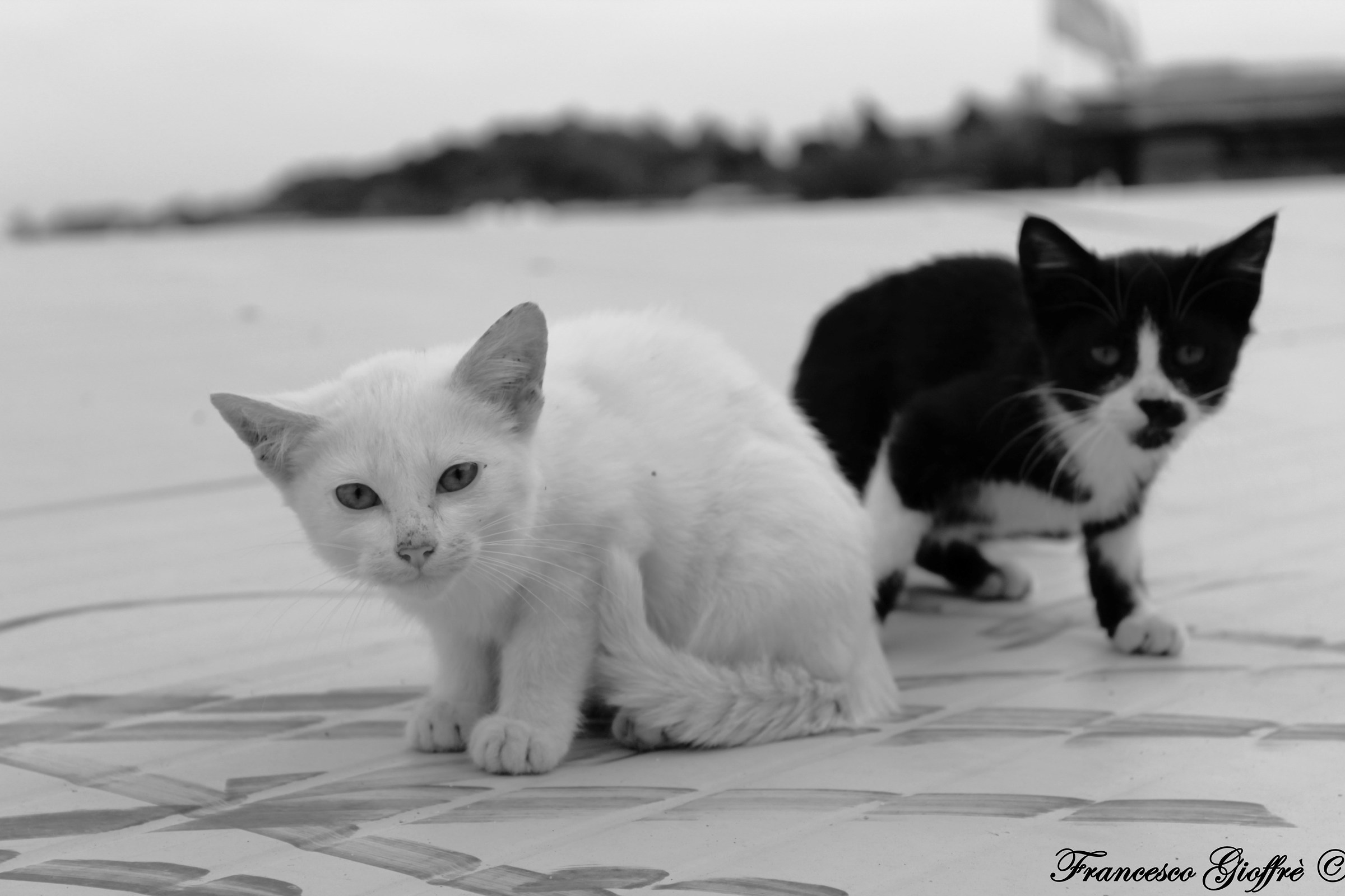 White and black...