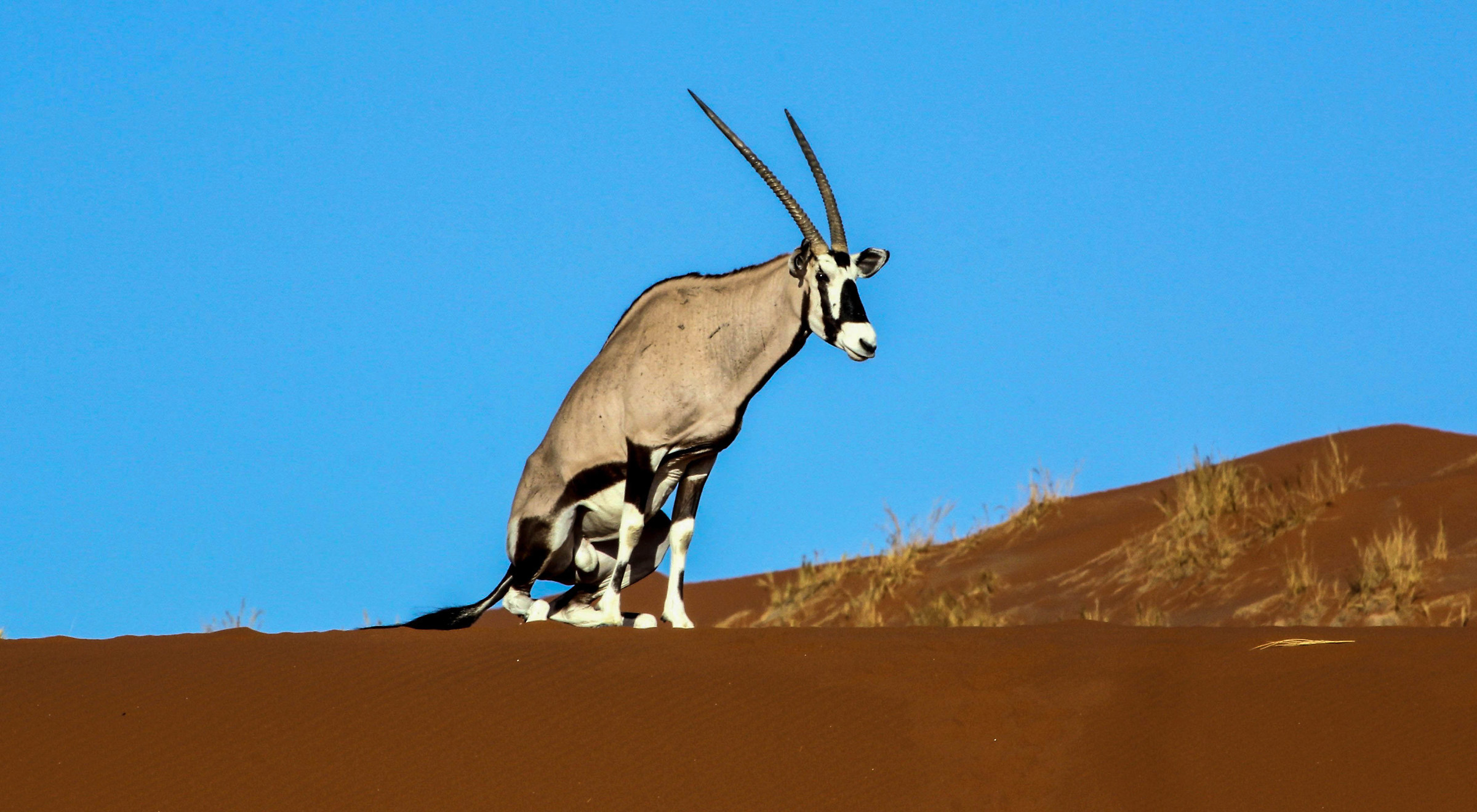 Oryx...