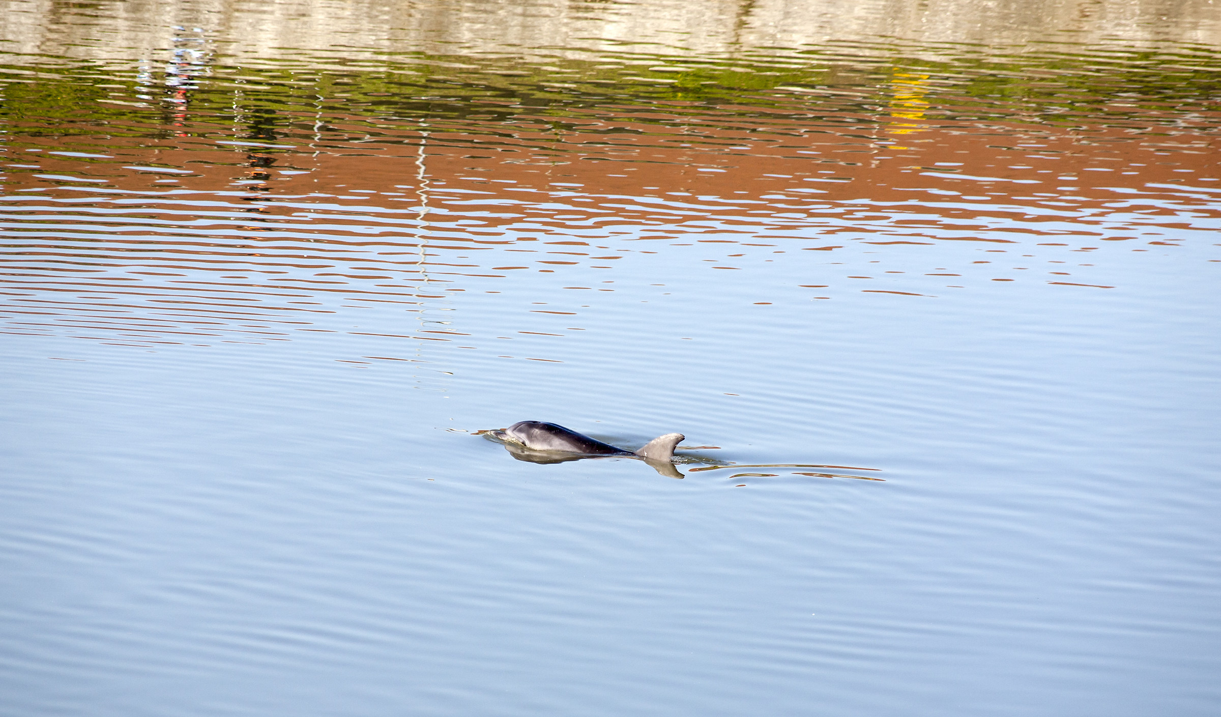 Dolphin in Arno .......