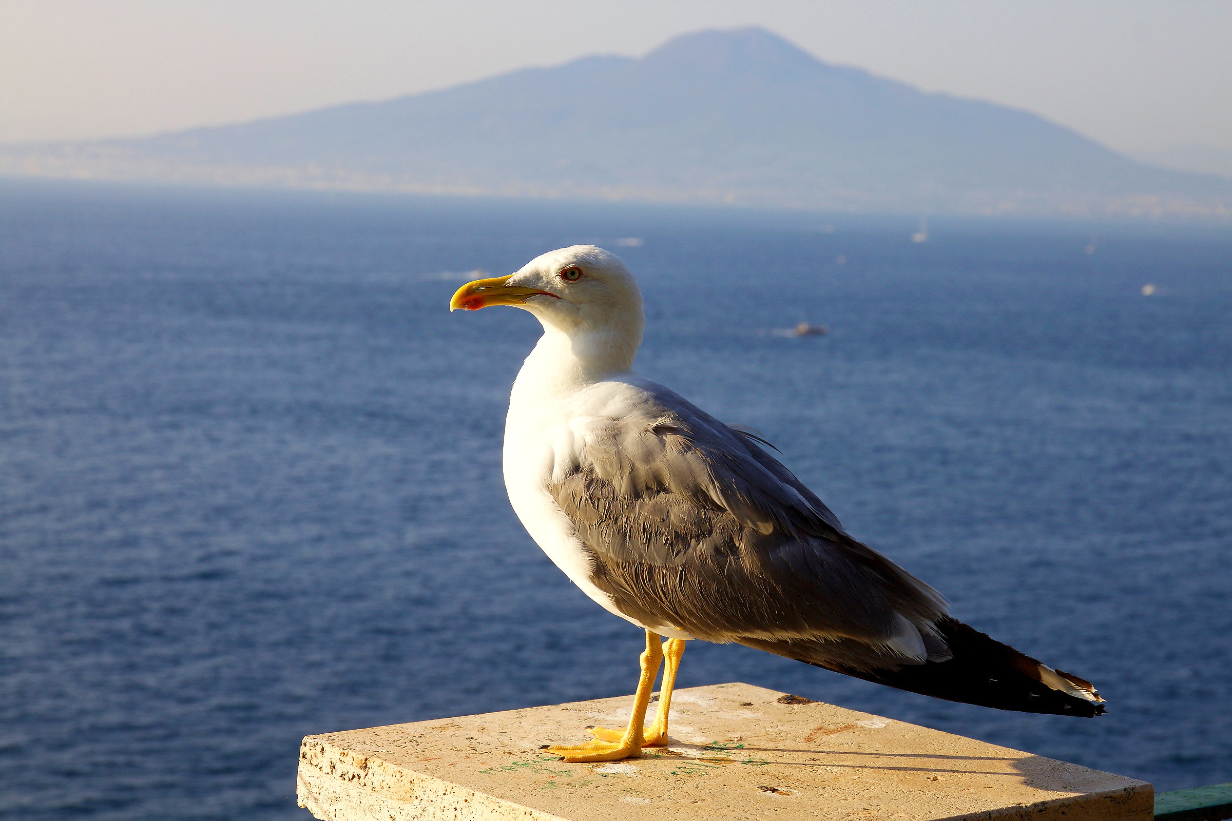 gull and Vesuvius...