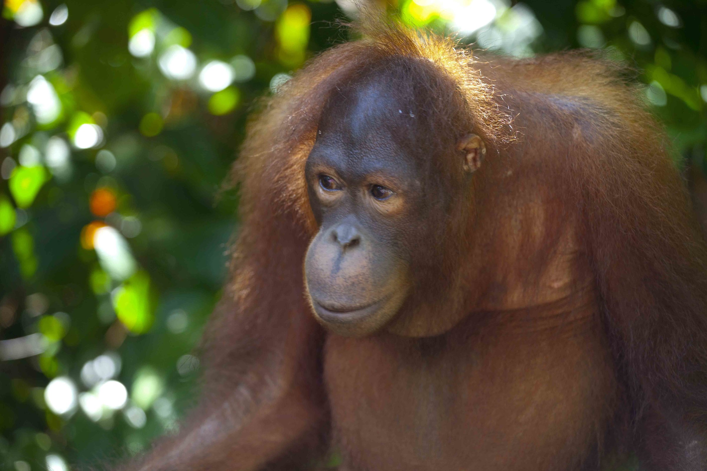 Sweet look of a Bornean orangutan...