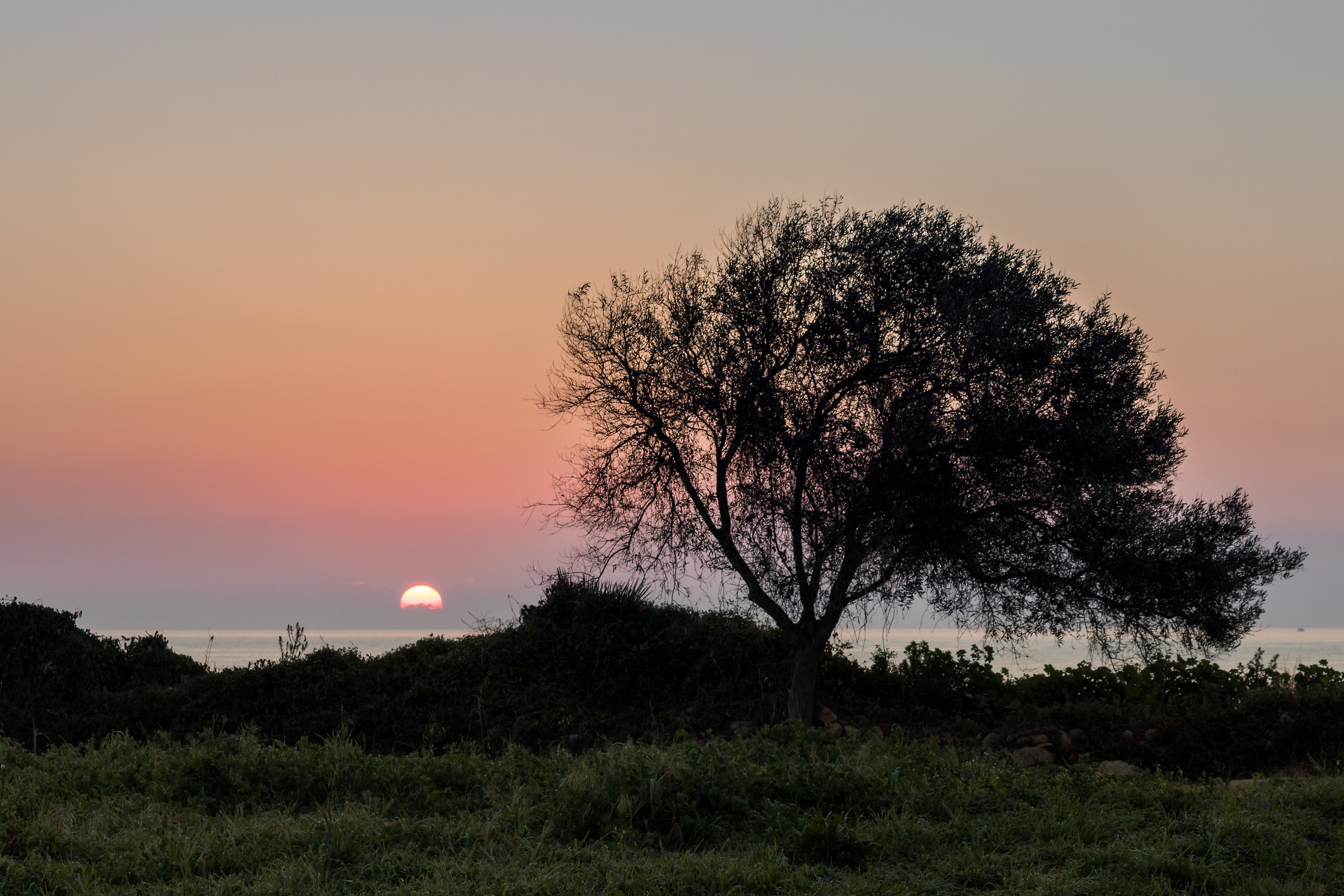 olive tree at dawn...