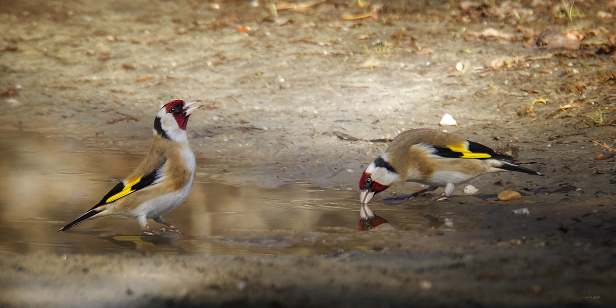 The watering of goldfinches in a pool ...............