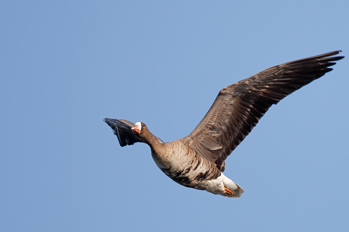 White-fronted goose...