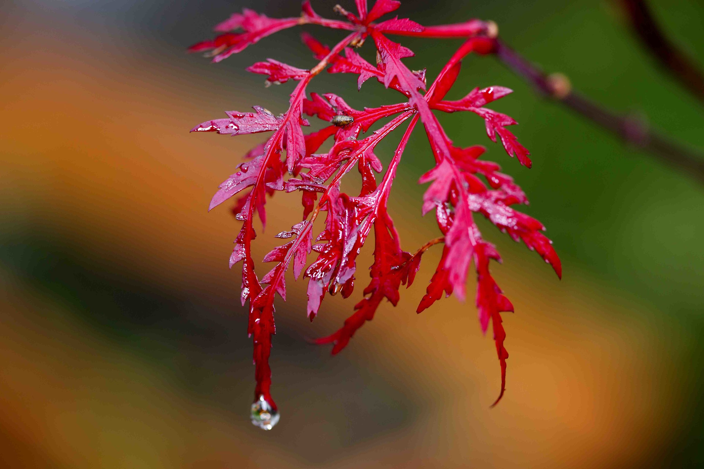 Japanese red maple leaf...