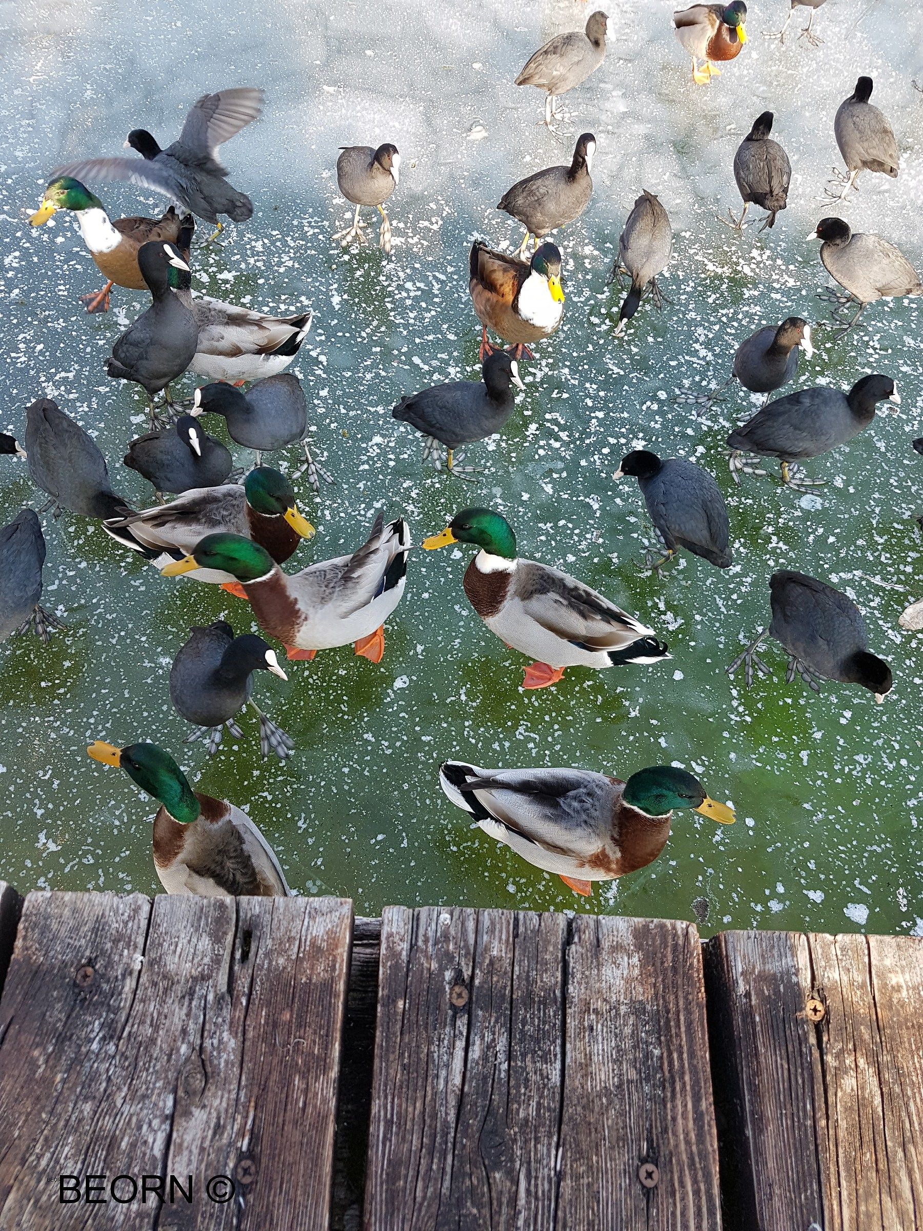 Did you see the water? It was here ... quacks :-P...