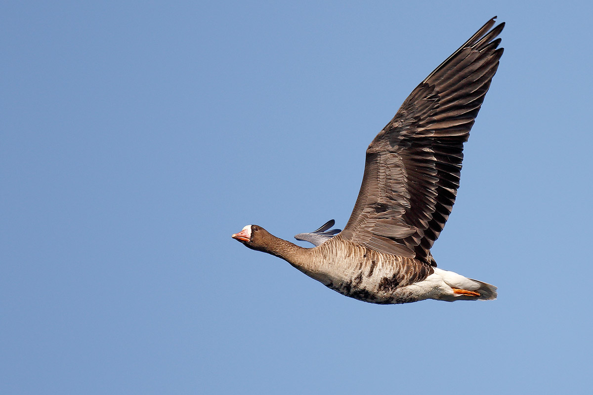 White-fronted goose...