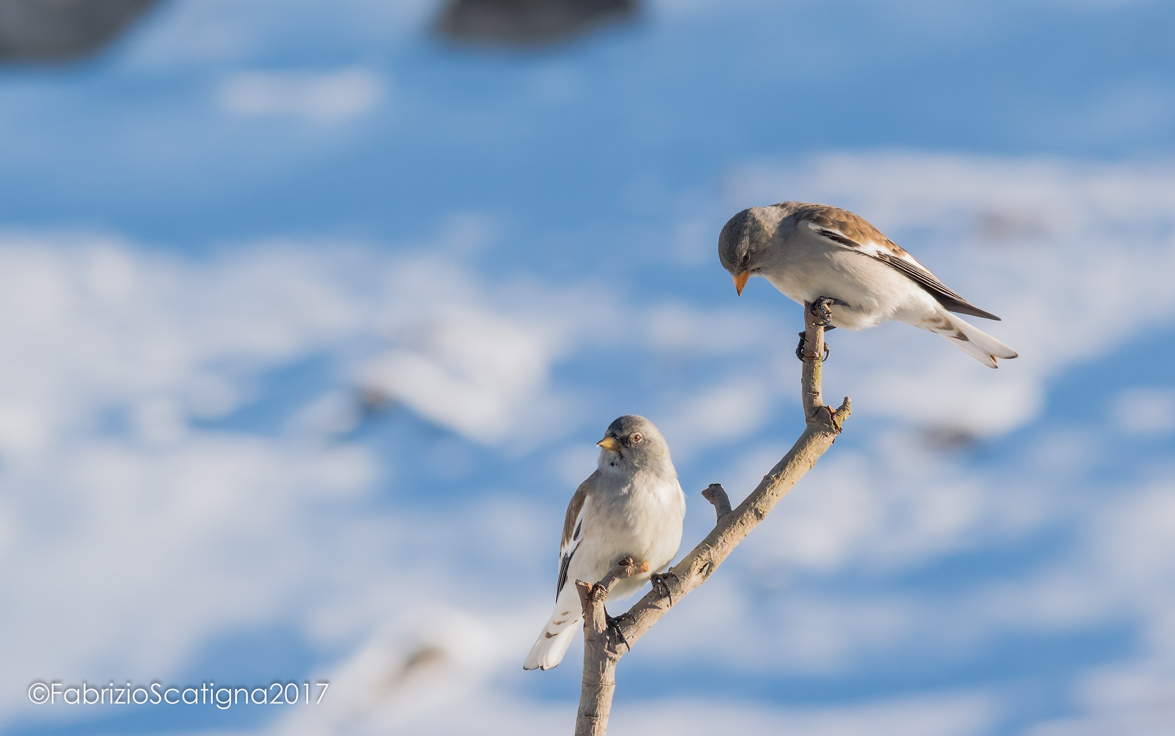 Alpine finches...