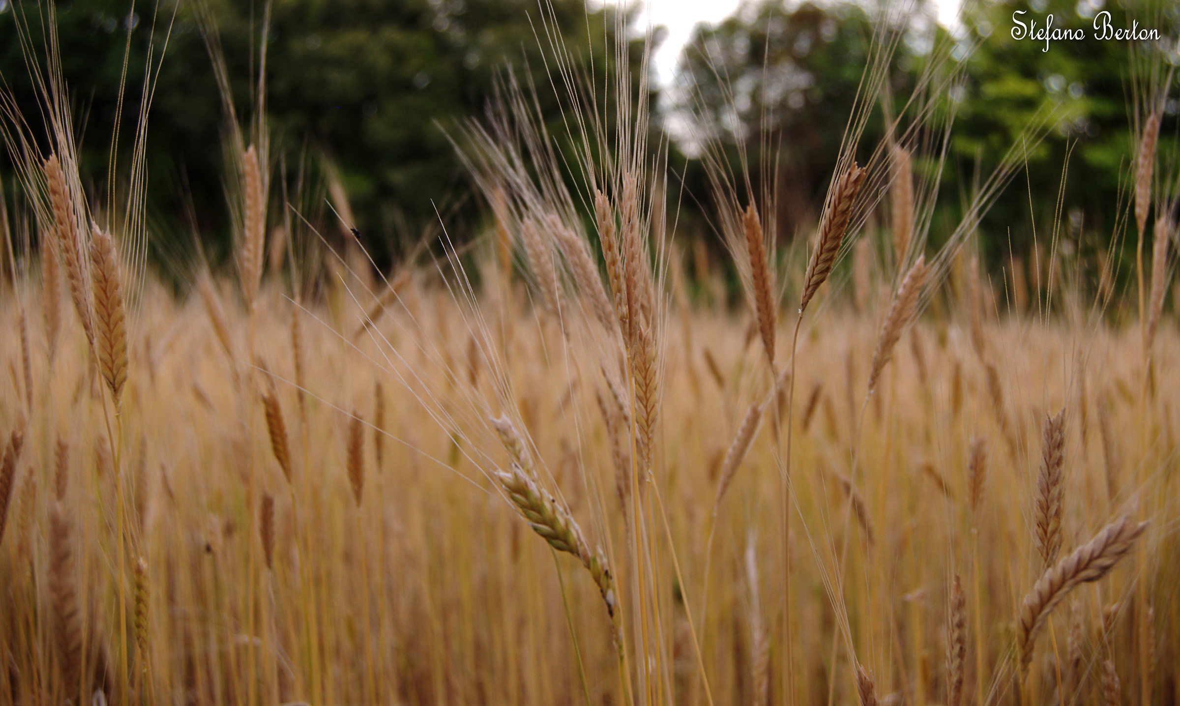 Che ne sai tu di un campo di grano...