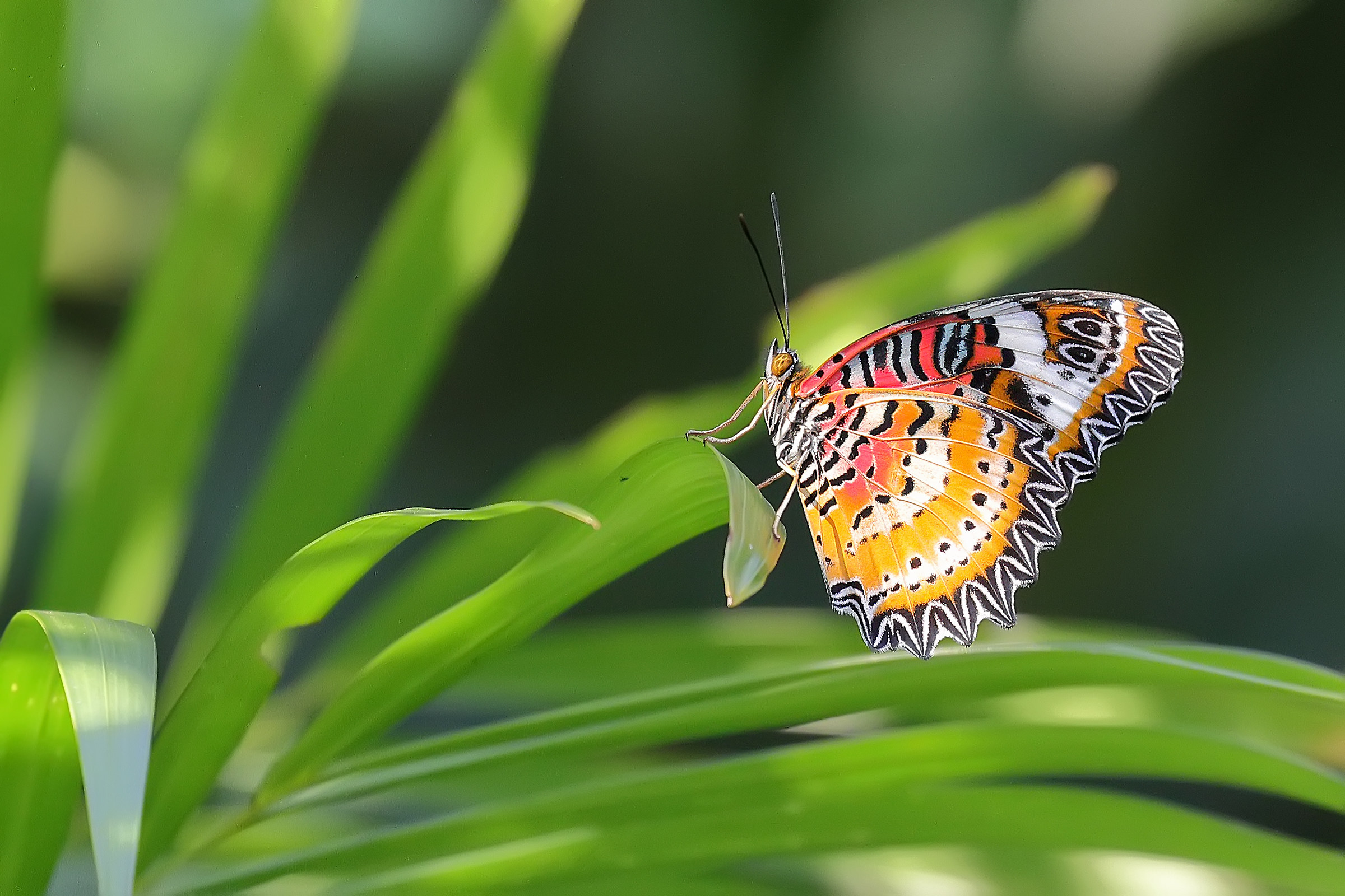 Butterflies in Cambodia...