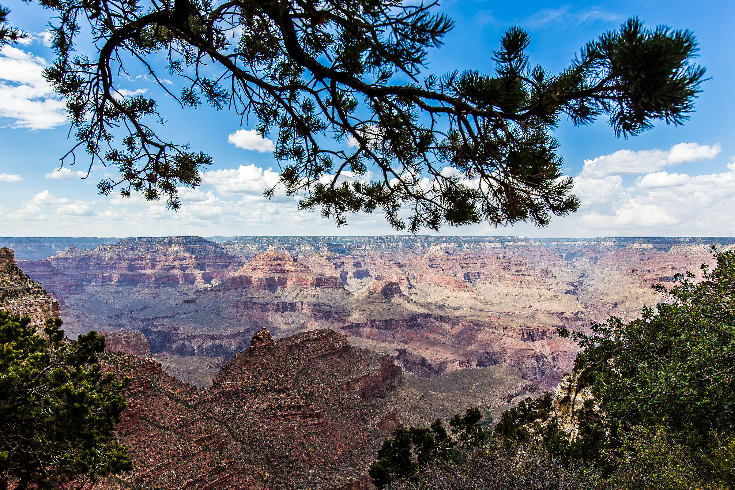 Canyon tra gli alberi...