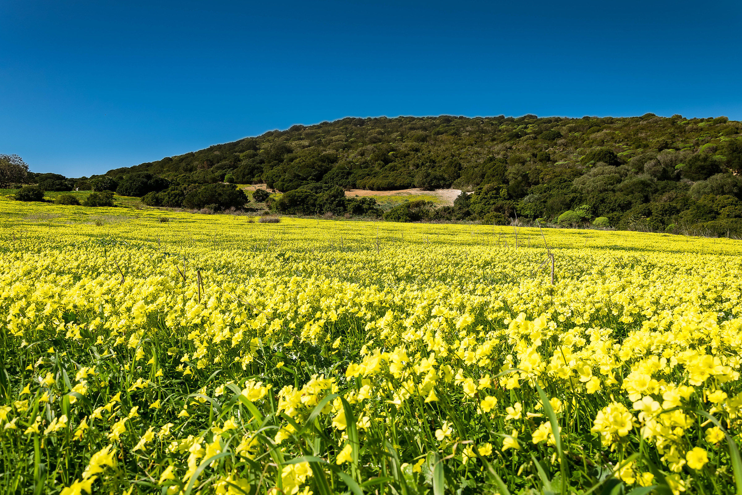 a yellow sea...