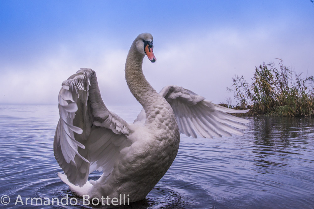 Swans in Cazzago Brabbia!...