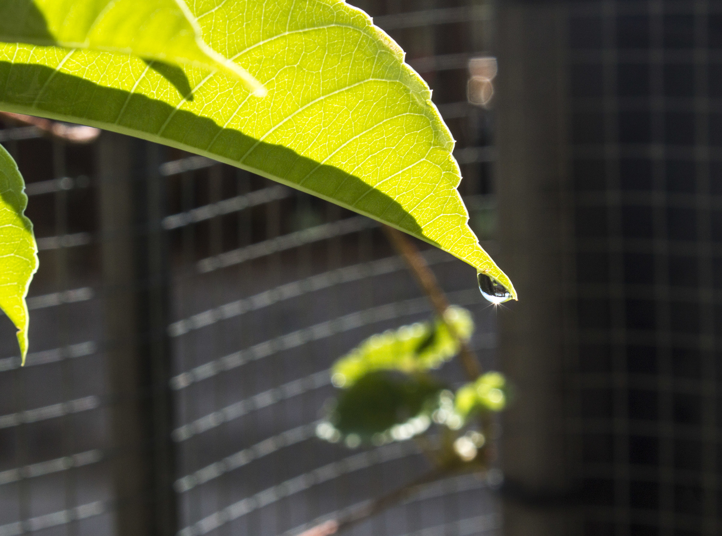the sun in a drop...