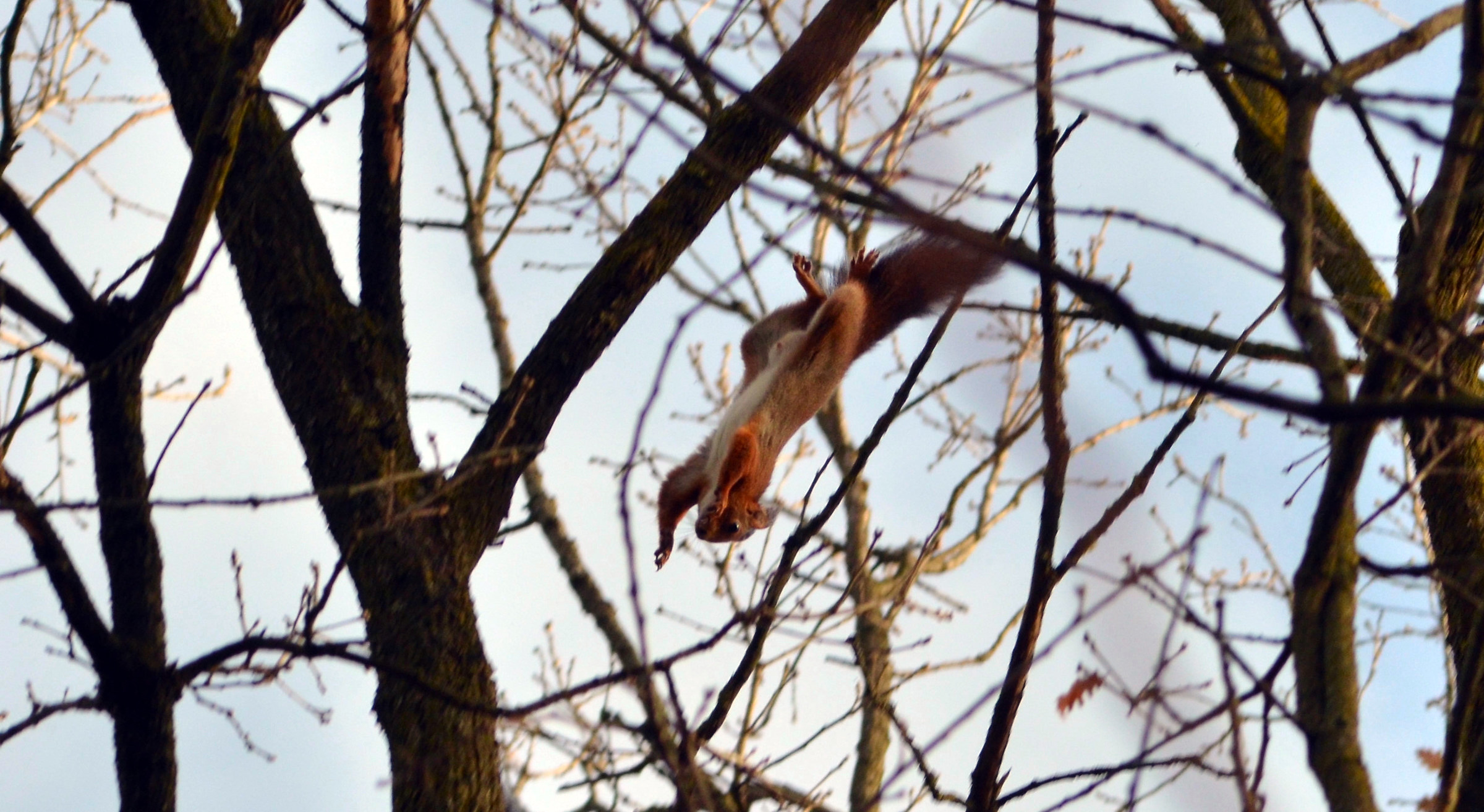 Flying squirrel...