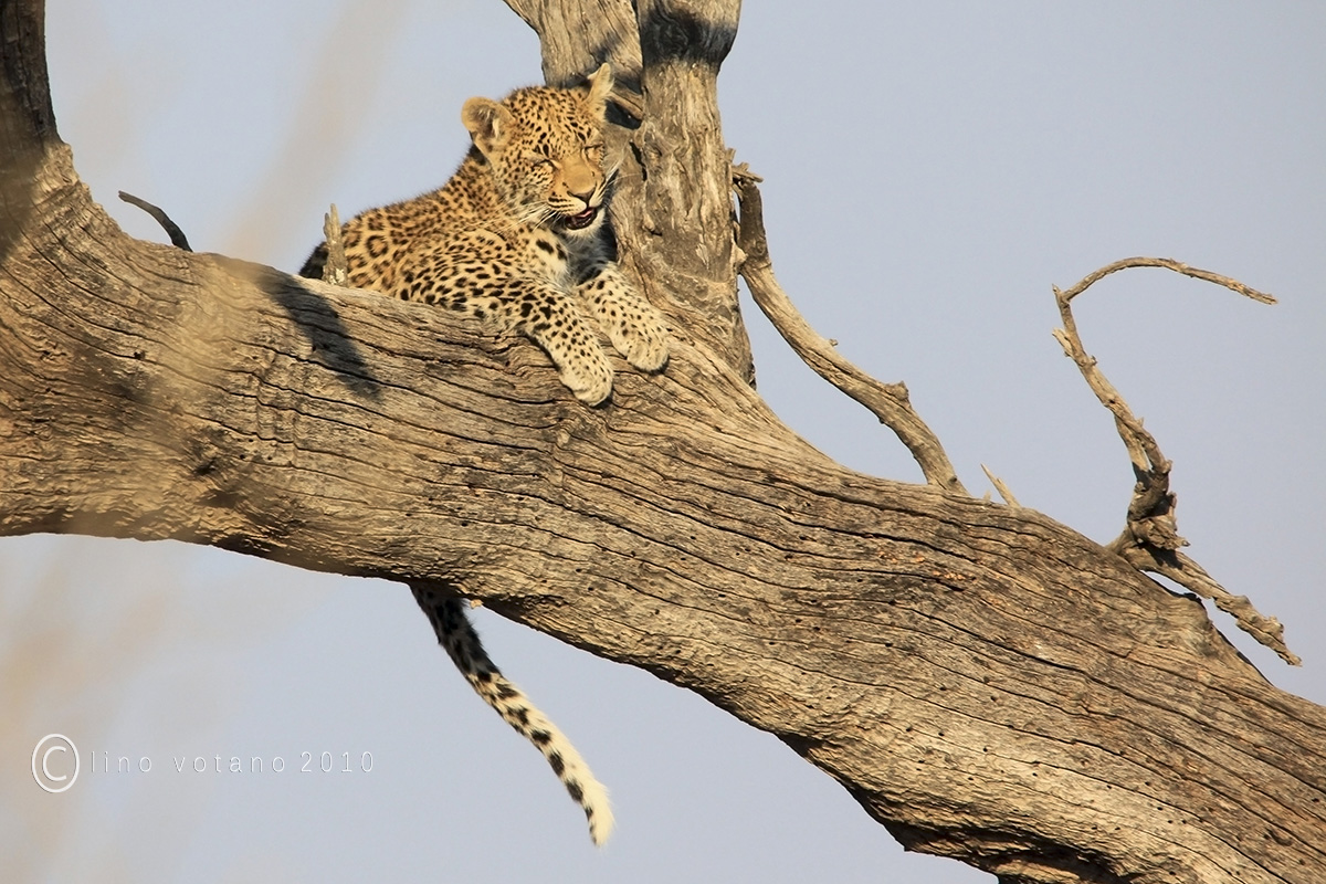 Baby leopard al risveglio (quasi)...
