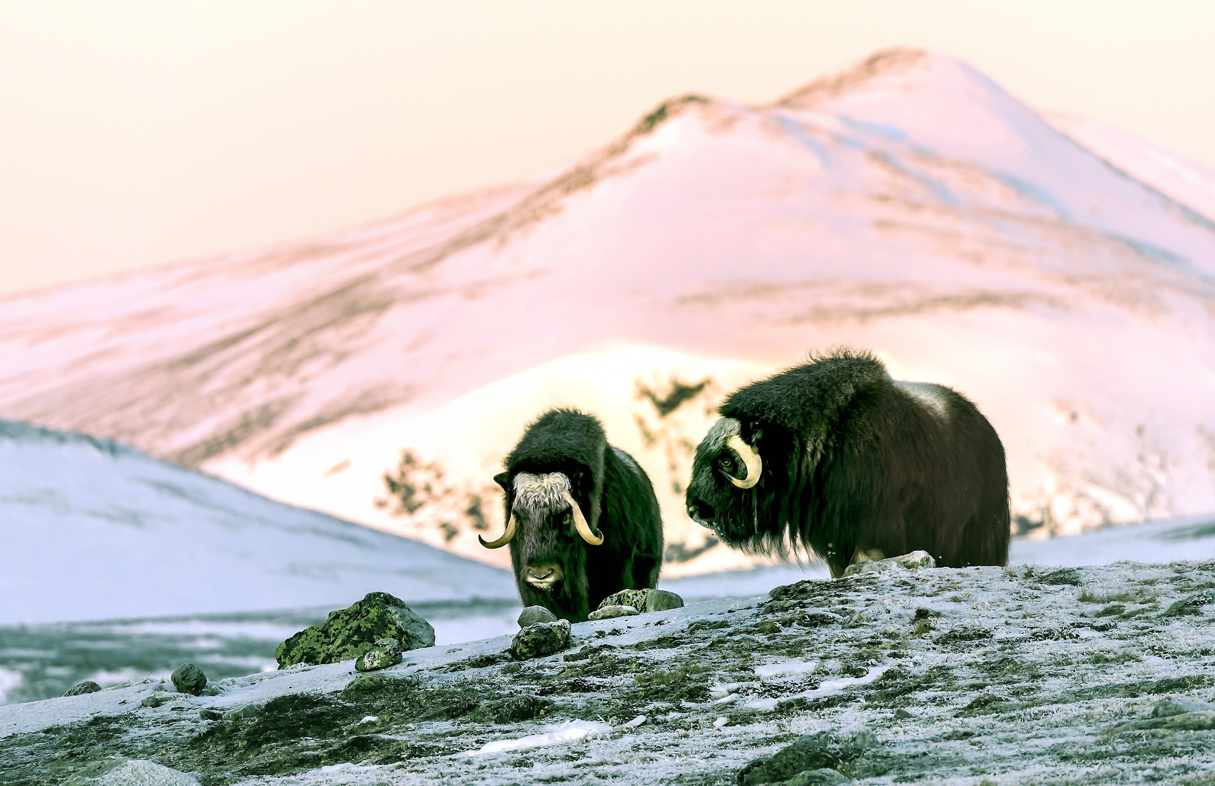 Dovrefjell 2017 - Musk ox...