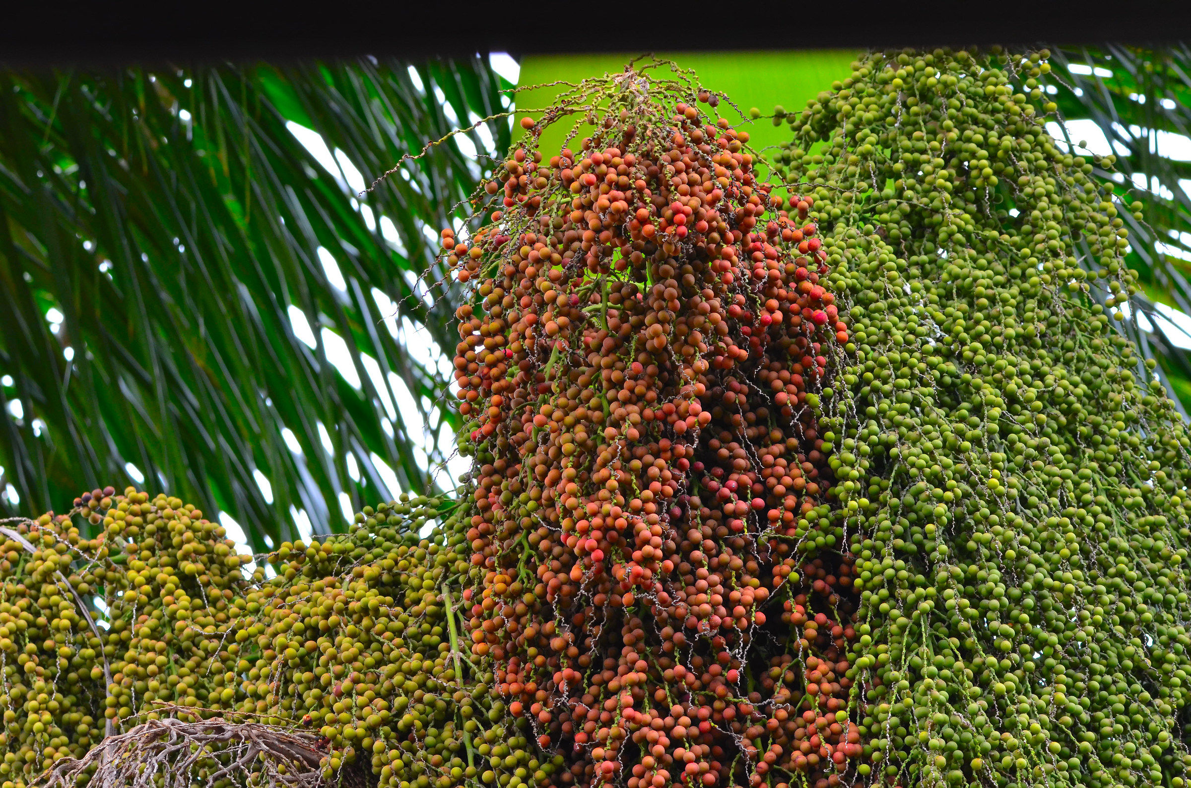 Fruits of Imperial palm (Roystonea oleracea)...