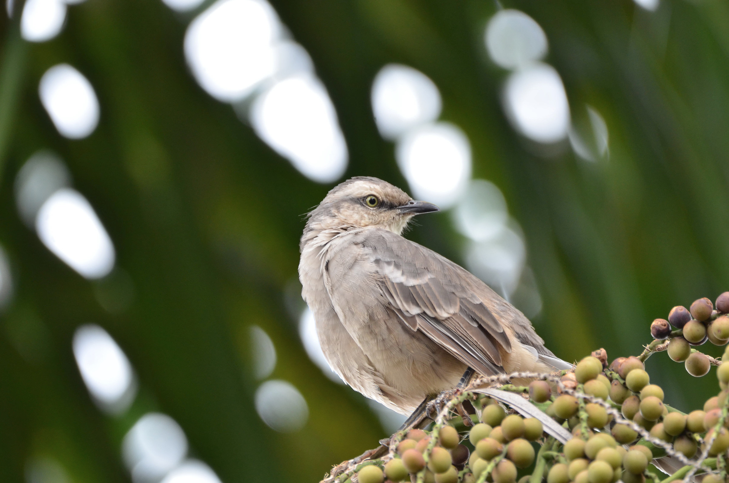 Un uccello beffardo (Mimus Saturnino) amare frutti di palma...