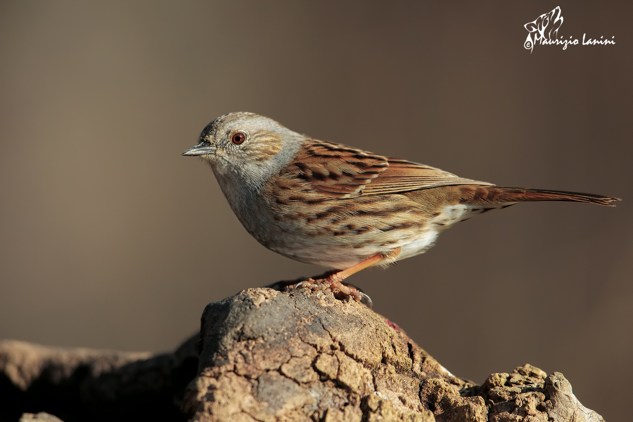 Dunnock...