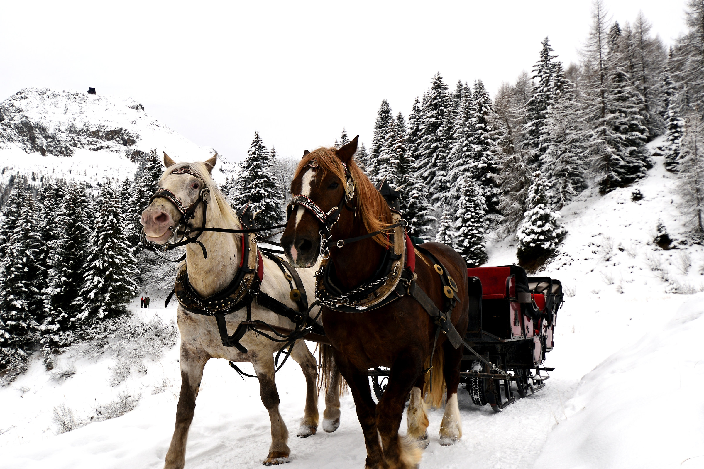 Horse-drawn sleigh...