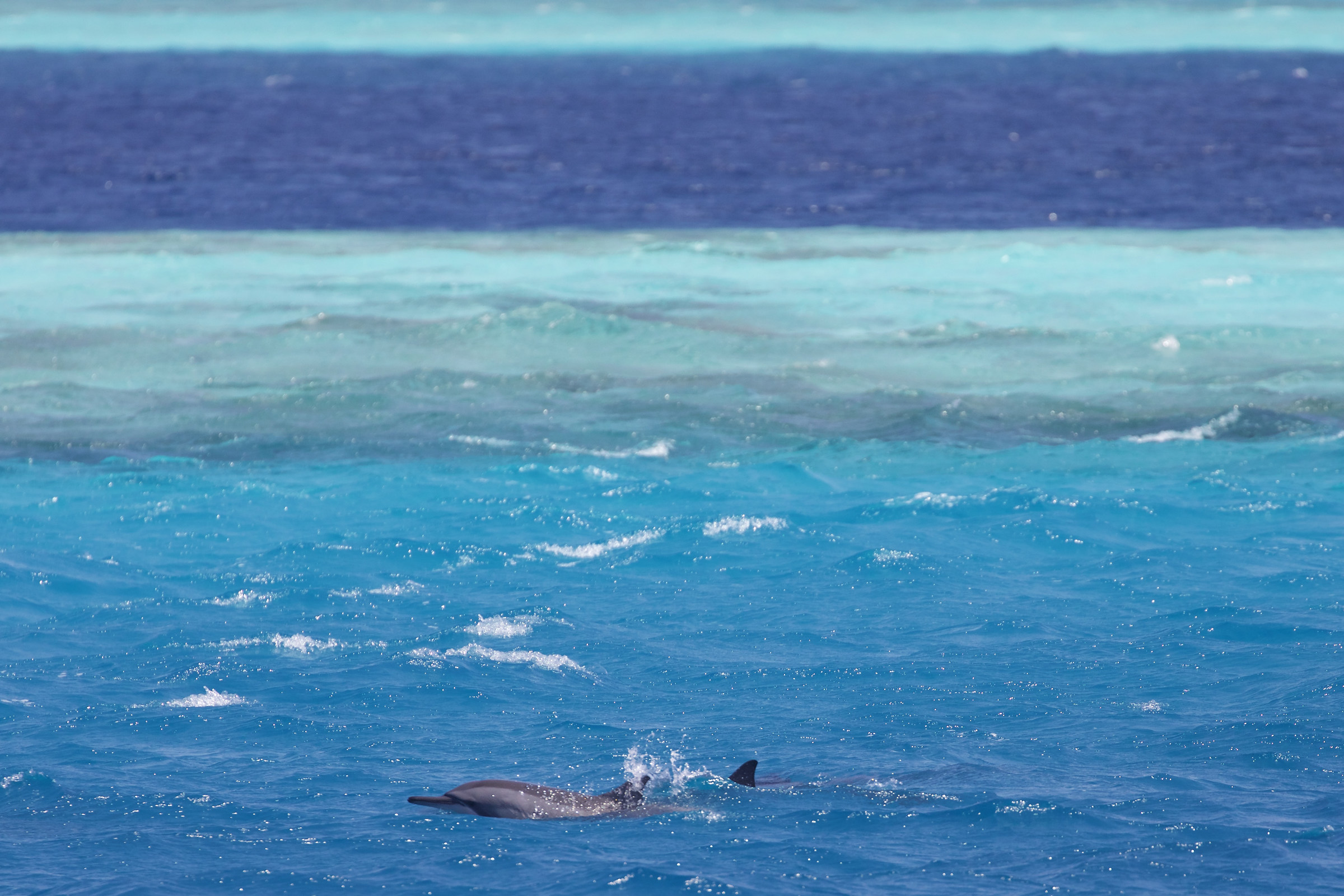 dolphins and reef...