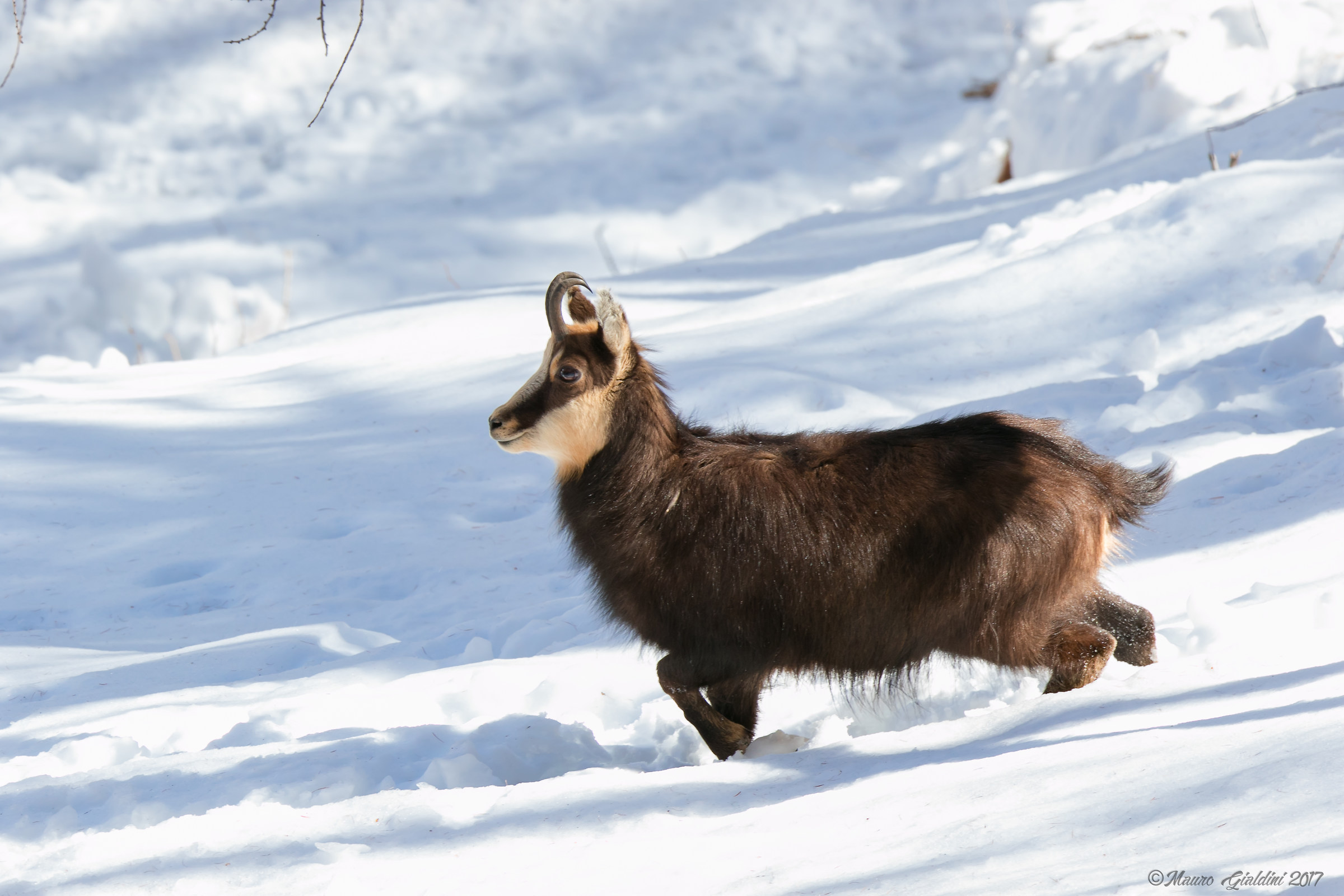 Chamois in the snow...