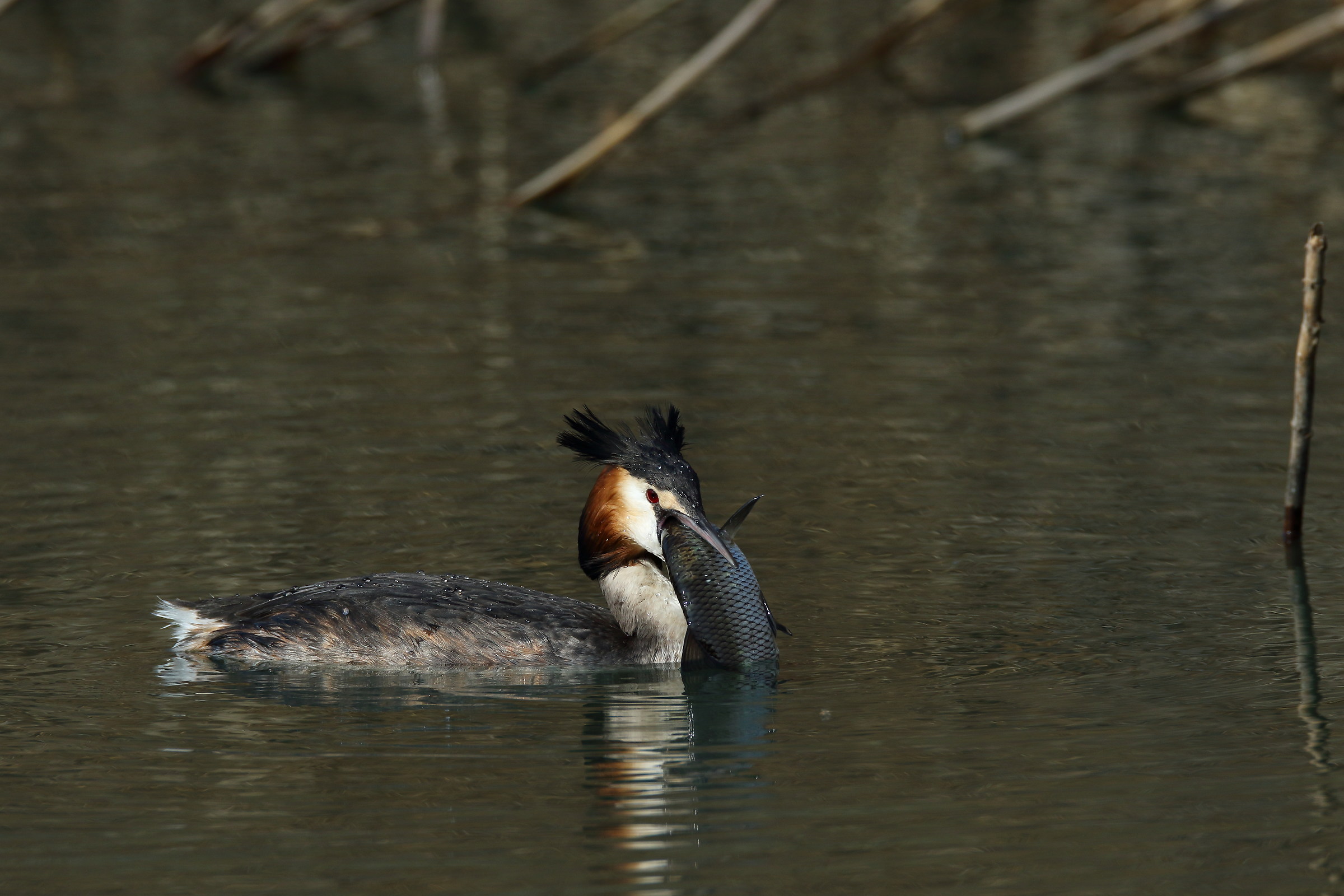 great crested grebe with prey...
