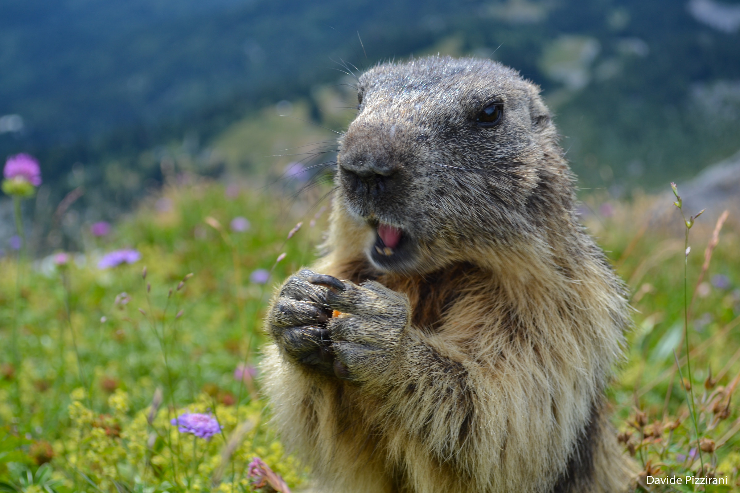 curious marmot...