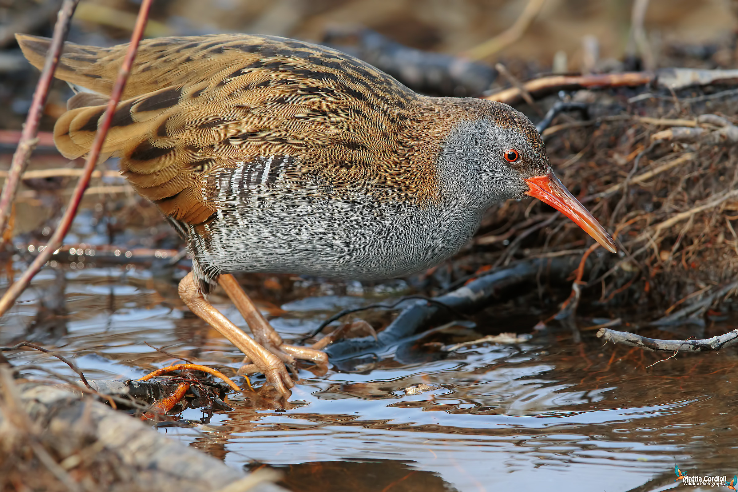 super water rail...