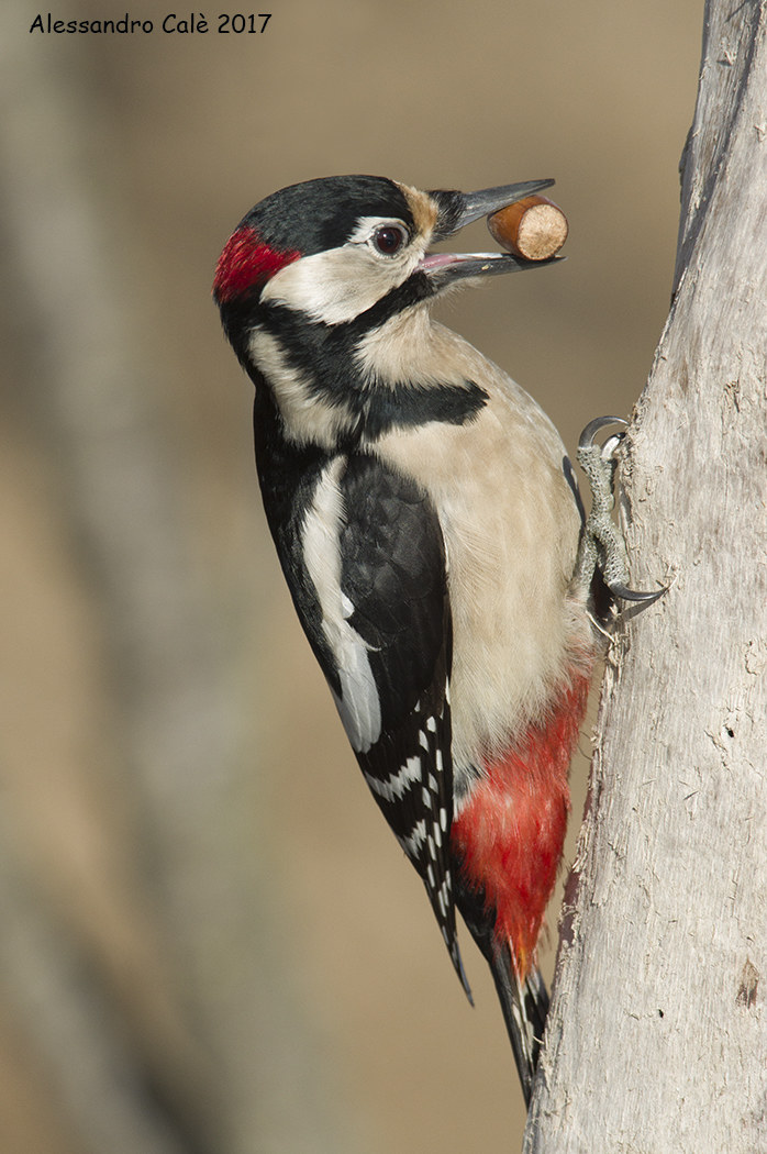 Dendrocopos major (Great Spotted Woodpecker) 6619...