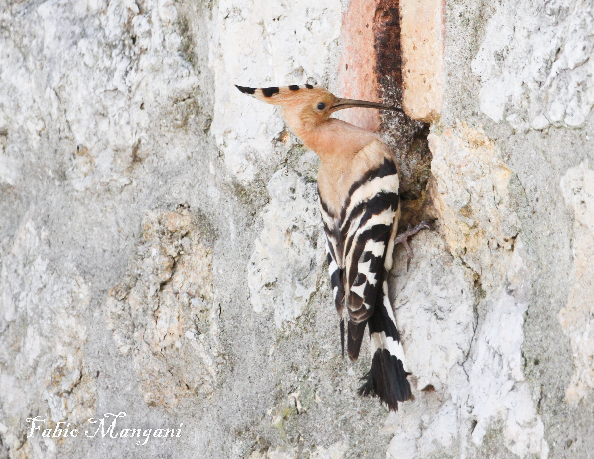 Hoopoe in the nest...