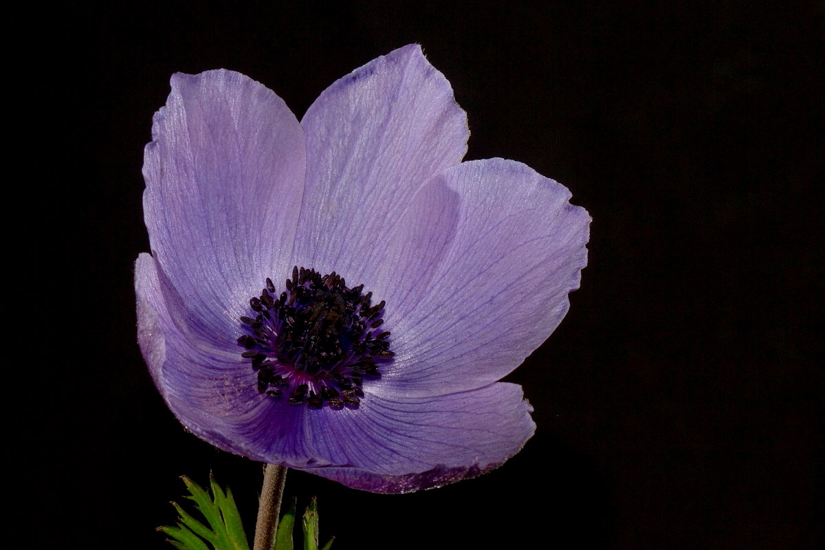 Anemone...