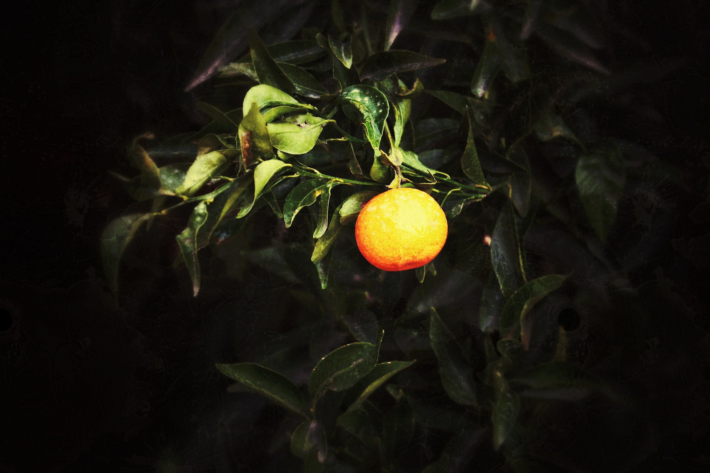 Il mandarino...