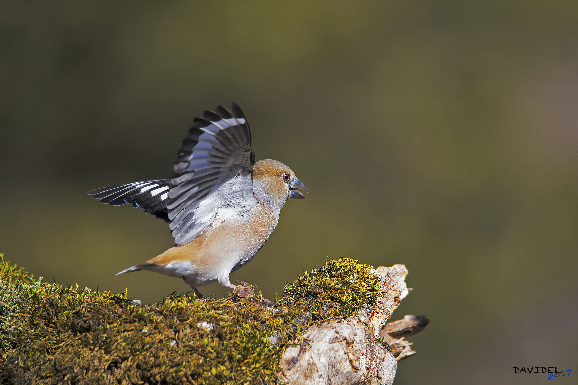 angry Grosbeak...