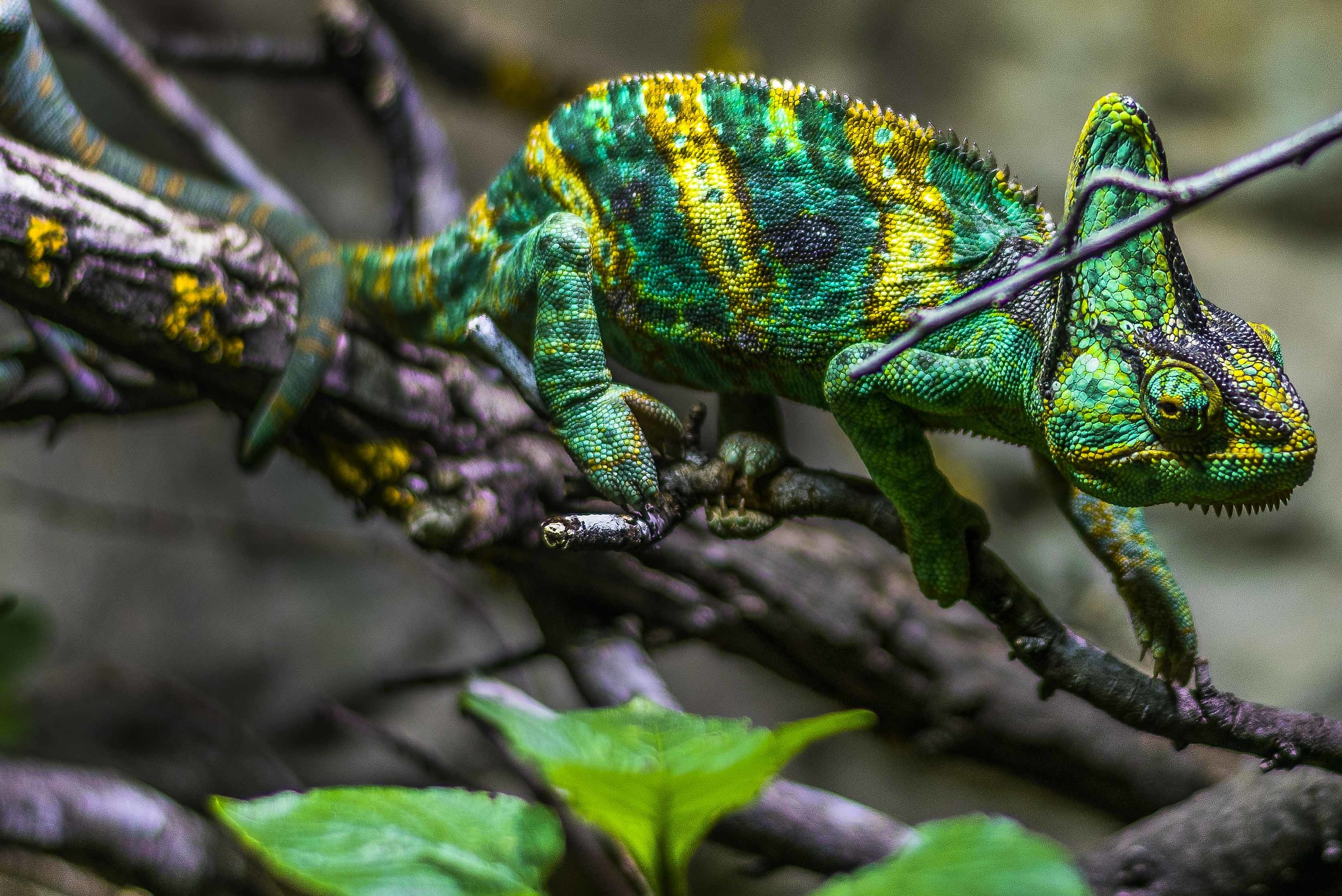Chameleon...