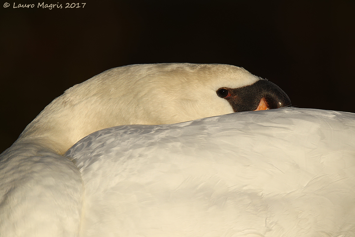 The swan resting...