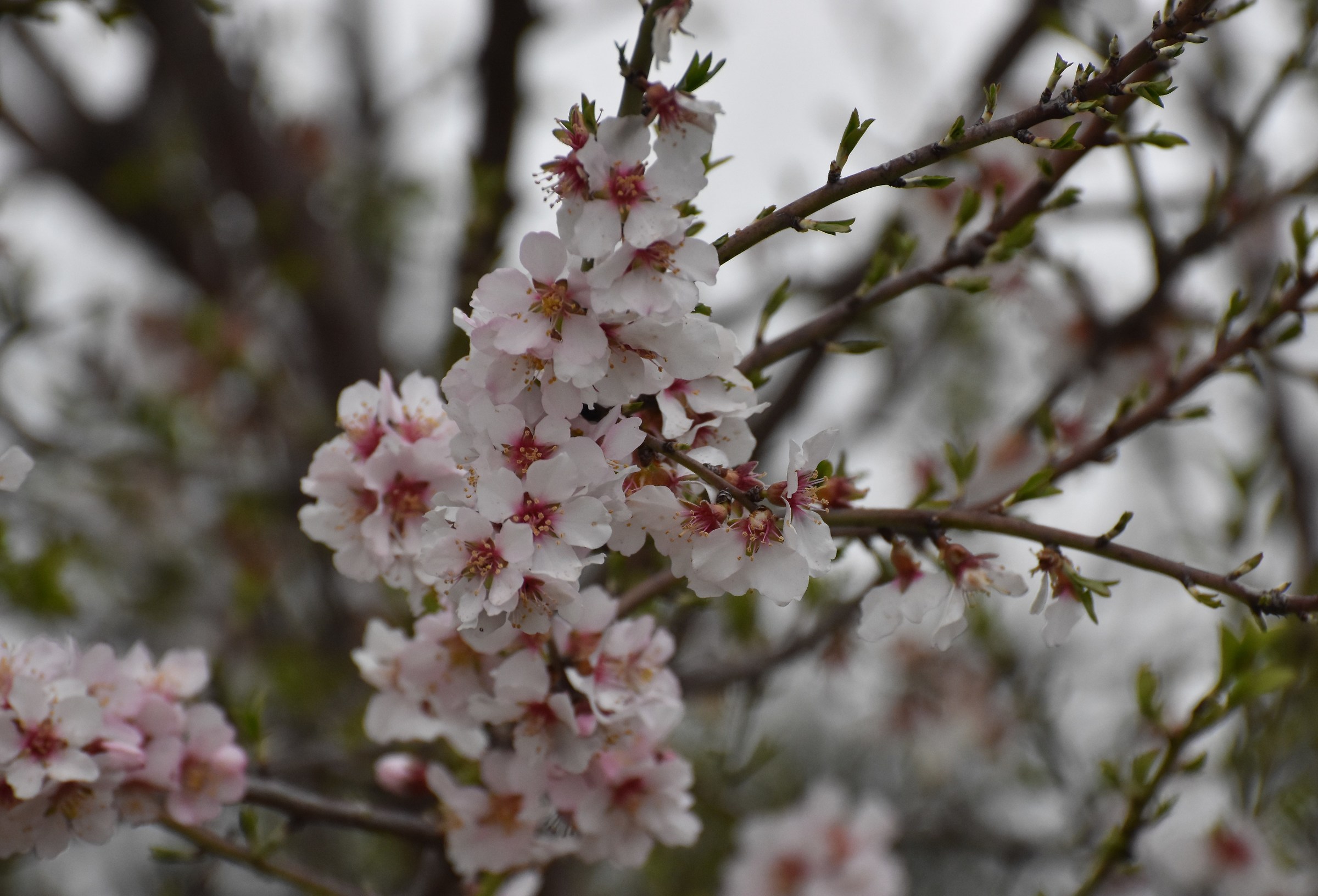 Almond Blossom...