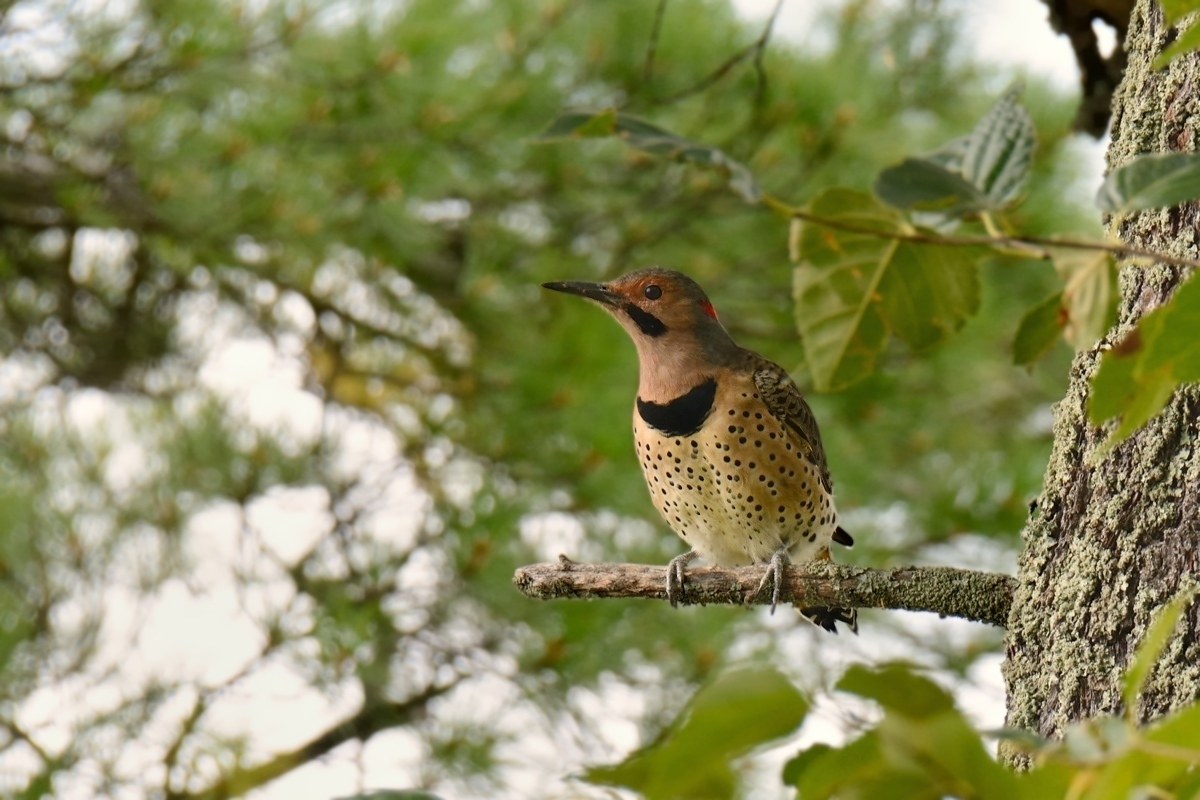 Woodpecker Northern Flicker (Yellow-Shafted)....