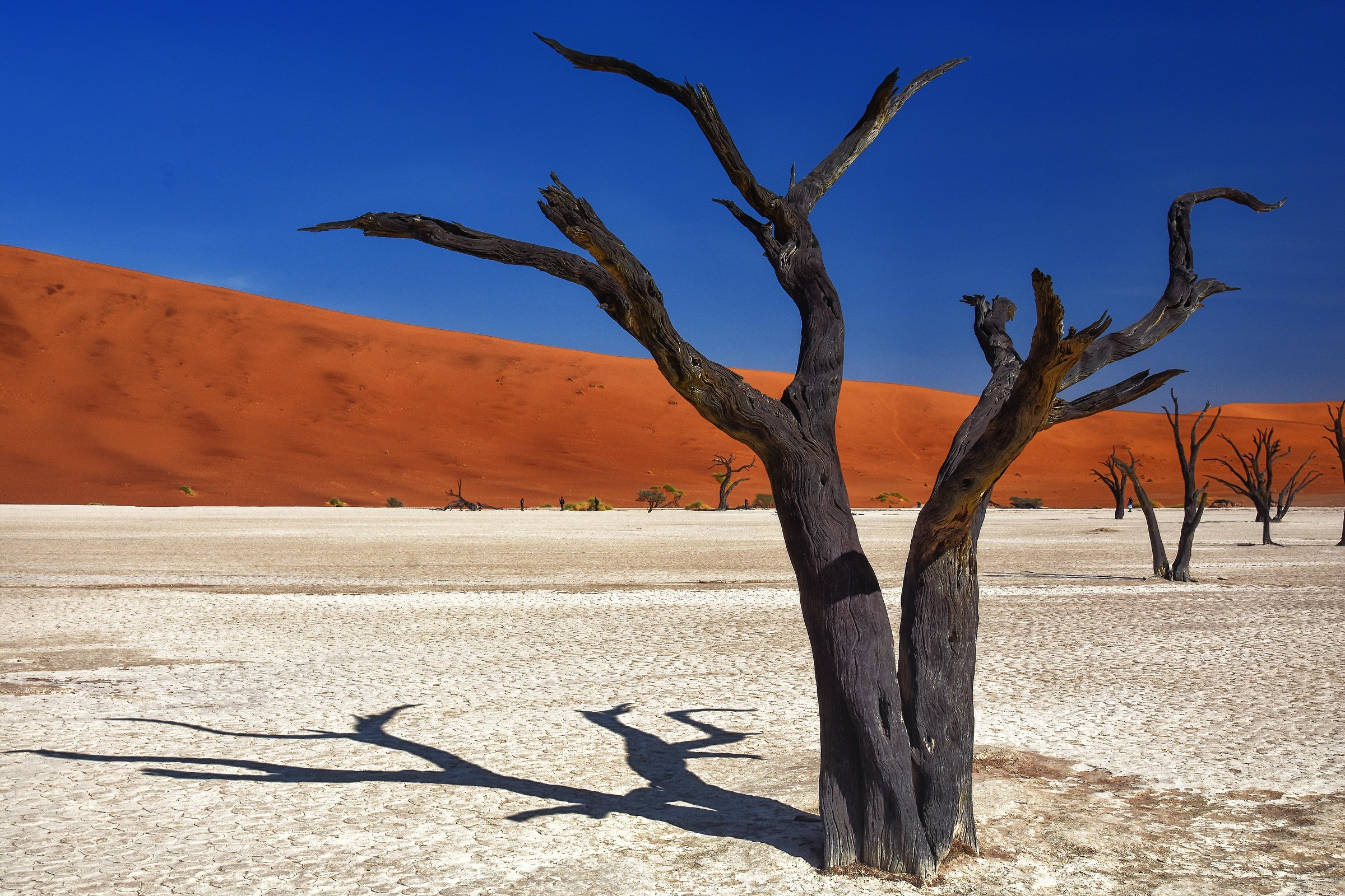 Deadvlei trees and sky...