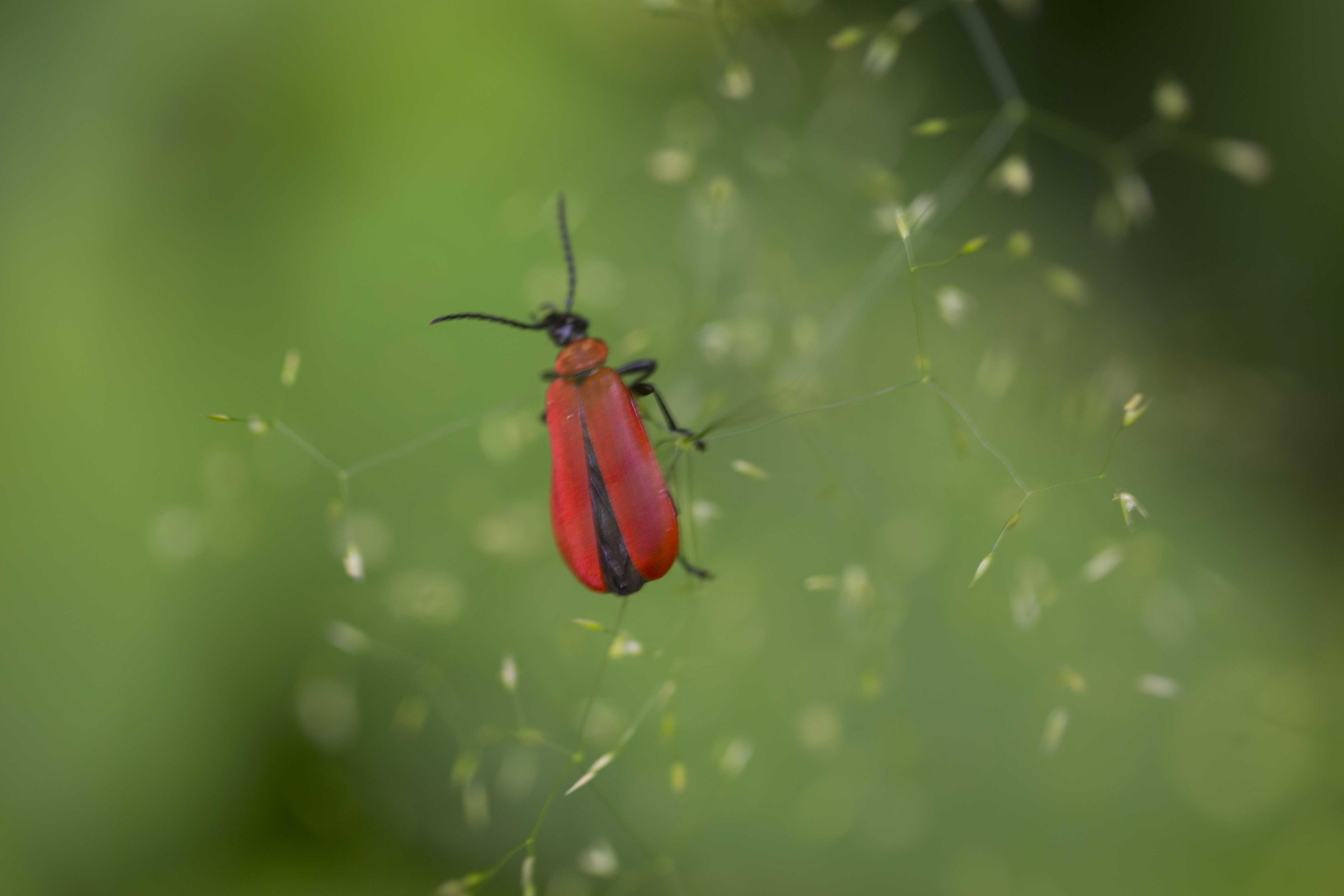 red beetle...