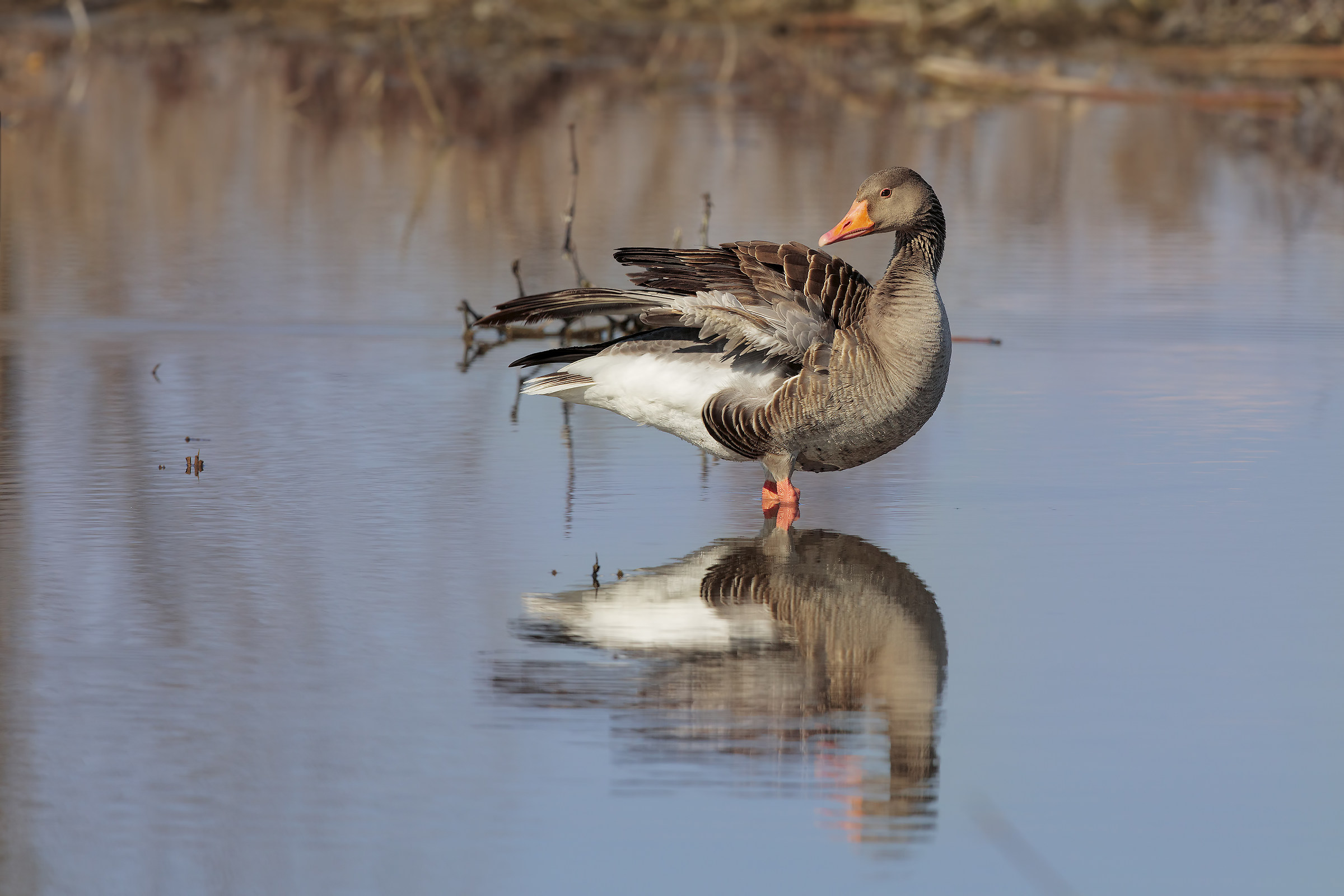 goose selvatica3...