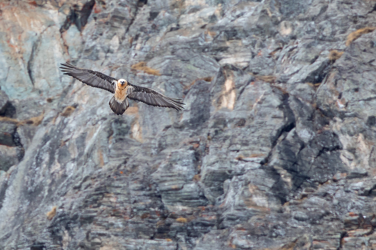 Bearded Vulture on the rocks...
