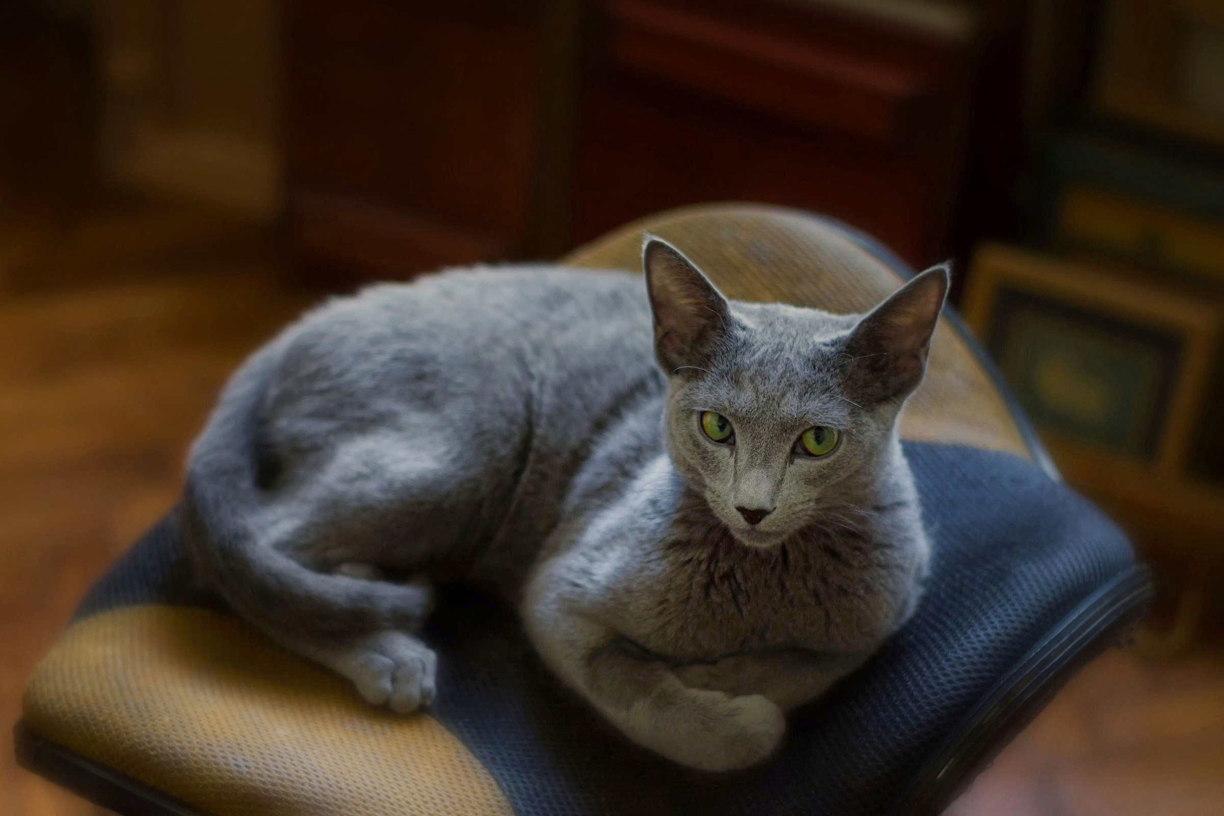 Russian blue cat in an art studio...